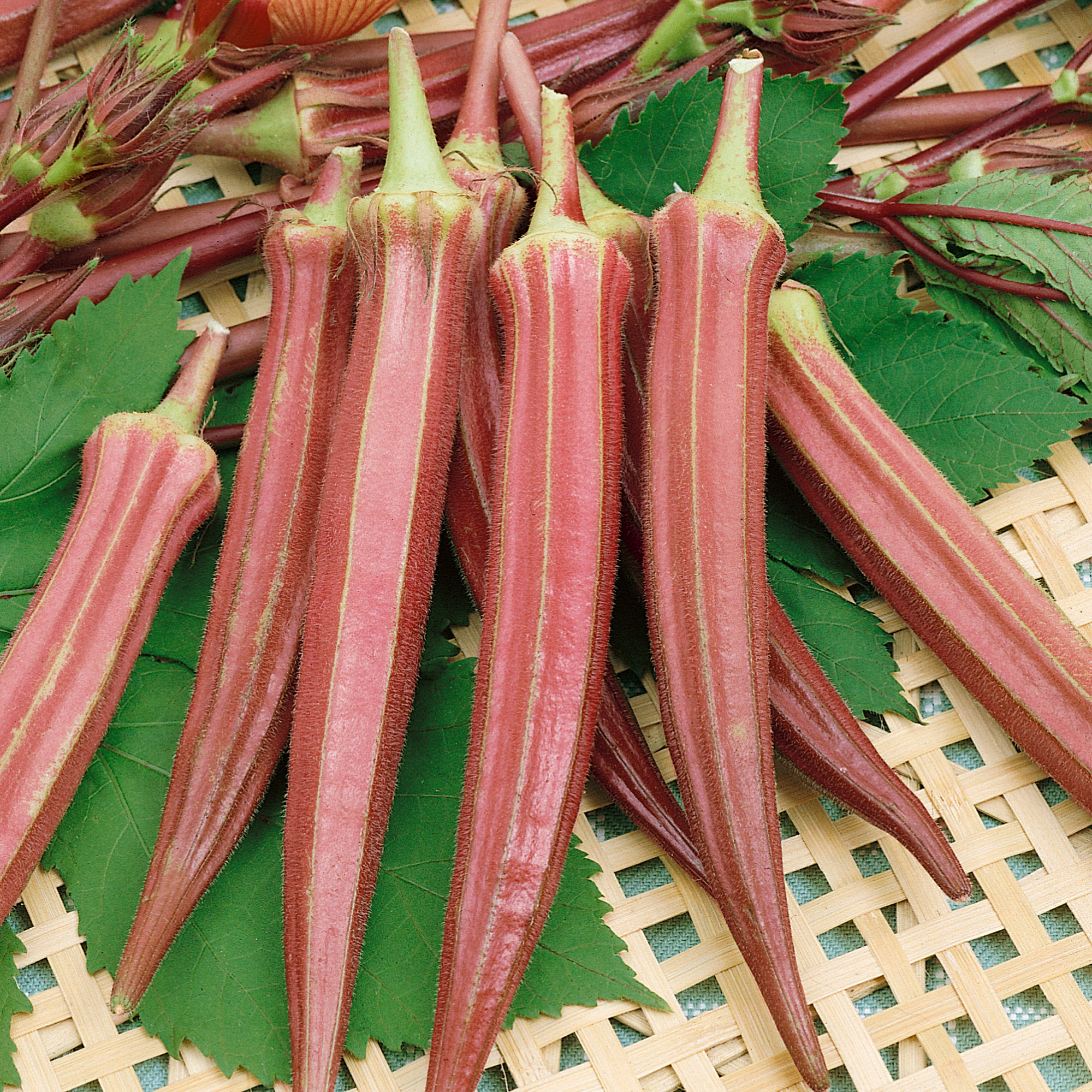 Jing Orange Okra Seeds - 10 g Packet - Heirloom - Vegetable Garden