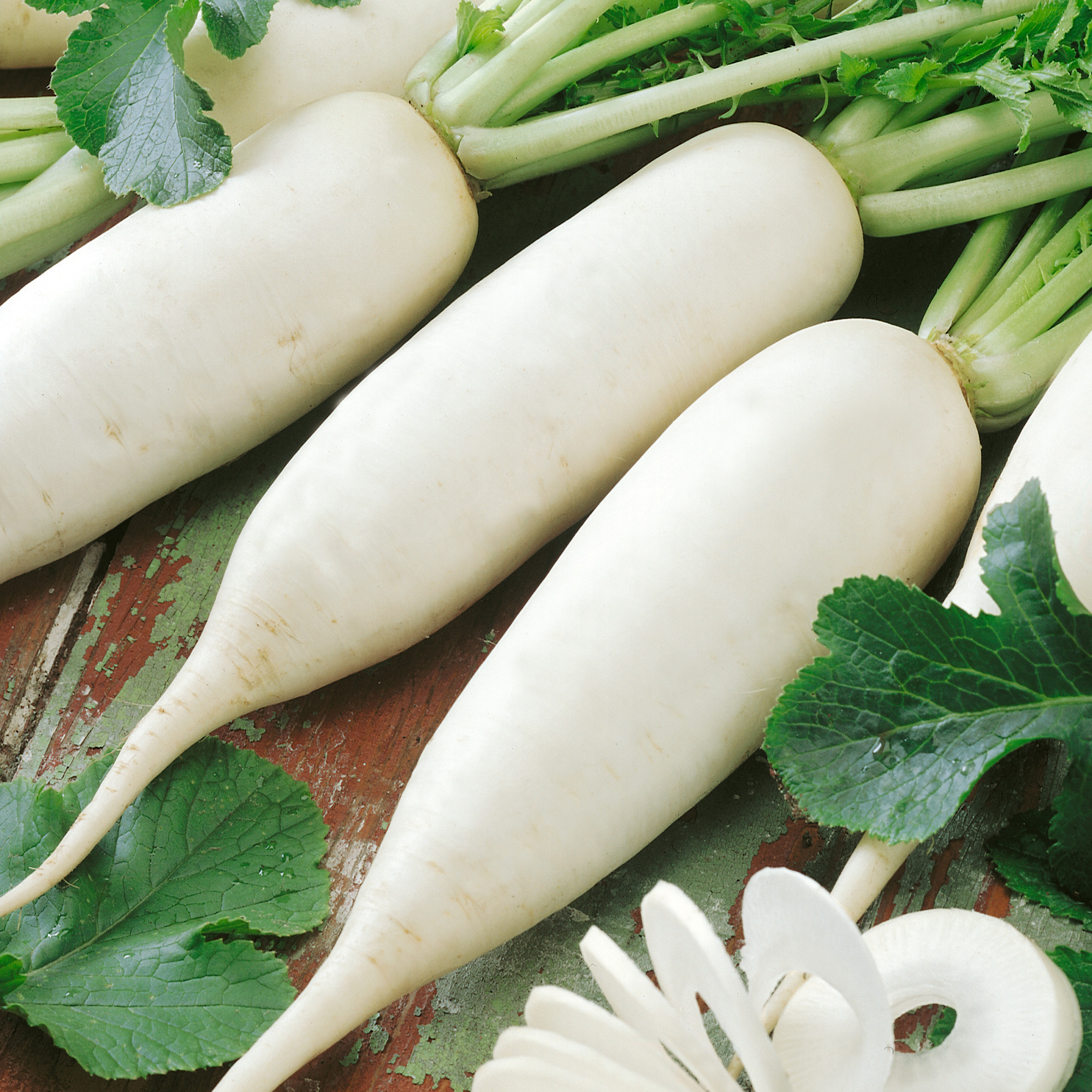 China White Winter Radish Seeds - 1 Oz - Heirloom - Vegetable Garden