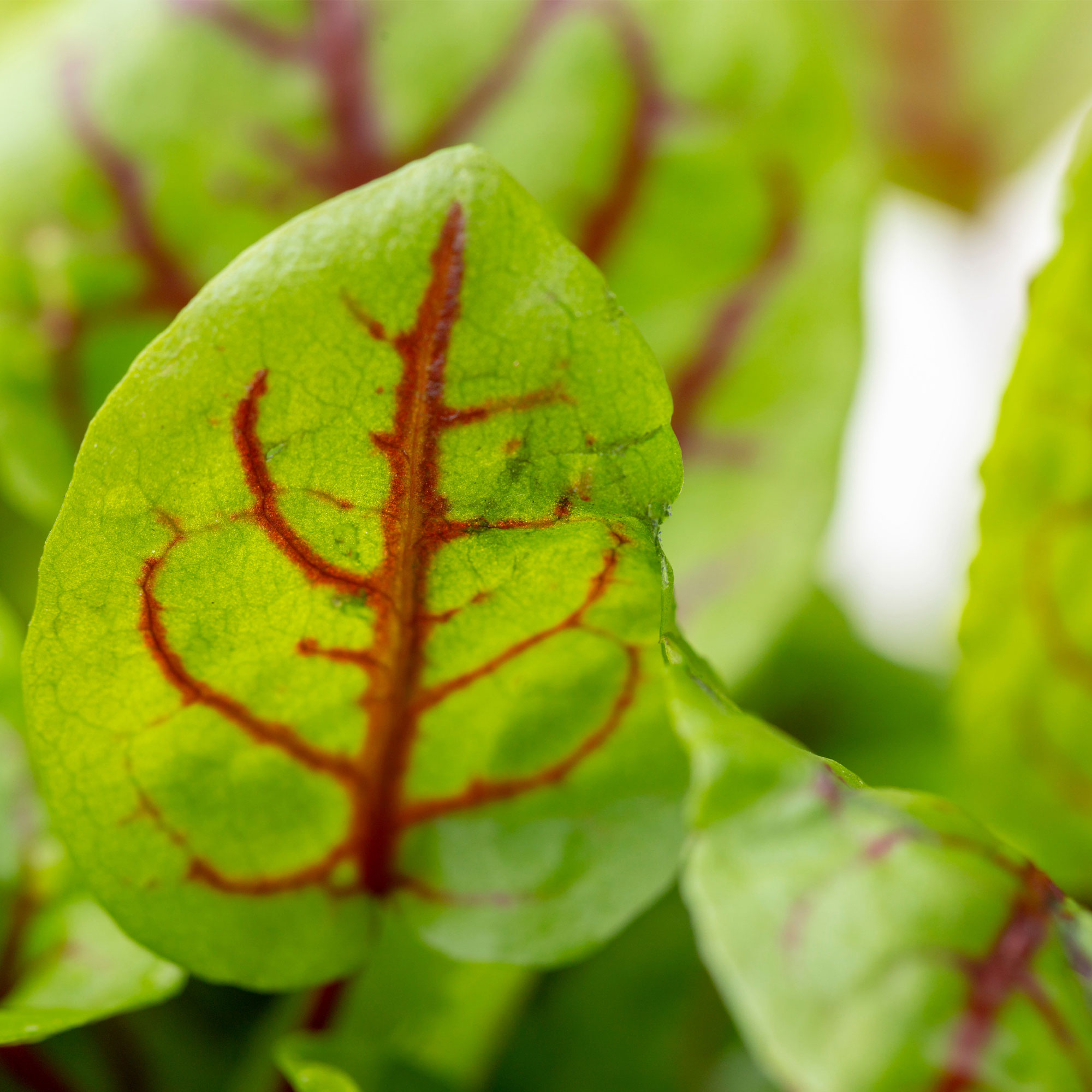 Red Panda Sorrel - 1 Oz ~15,000 Seeds - Greens Seeds for Planting - Buy Non-GMO Rumex sanguineus Farm &amp; Gardening Seeds Online