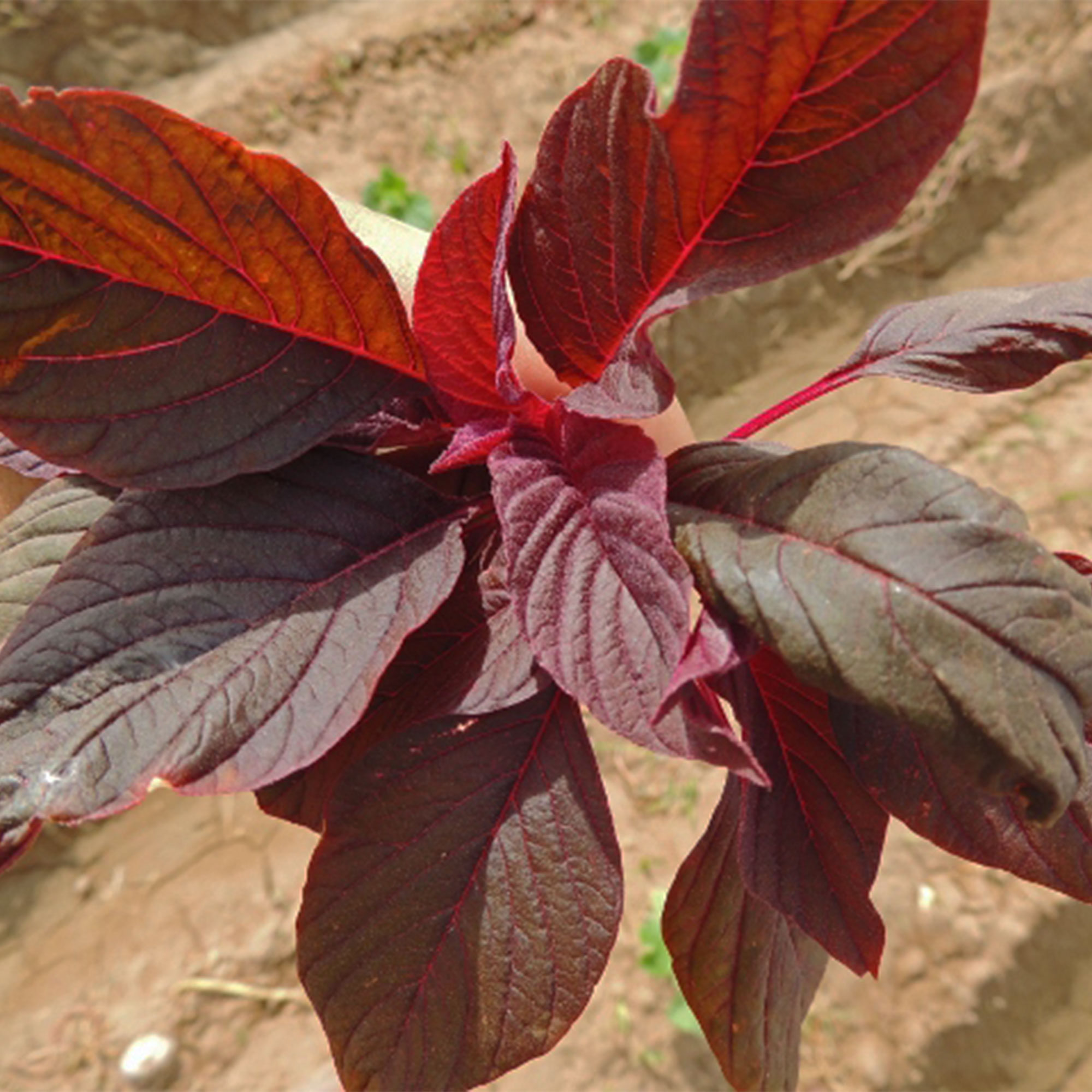 Amaranth Seeds - Red Leaf - Hu Hsien -3 g Packet ~4320 Seeds - Non-GMO, Heirloom - Foliage, Microgreens &amp; Grain