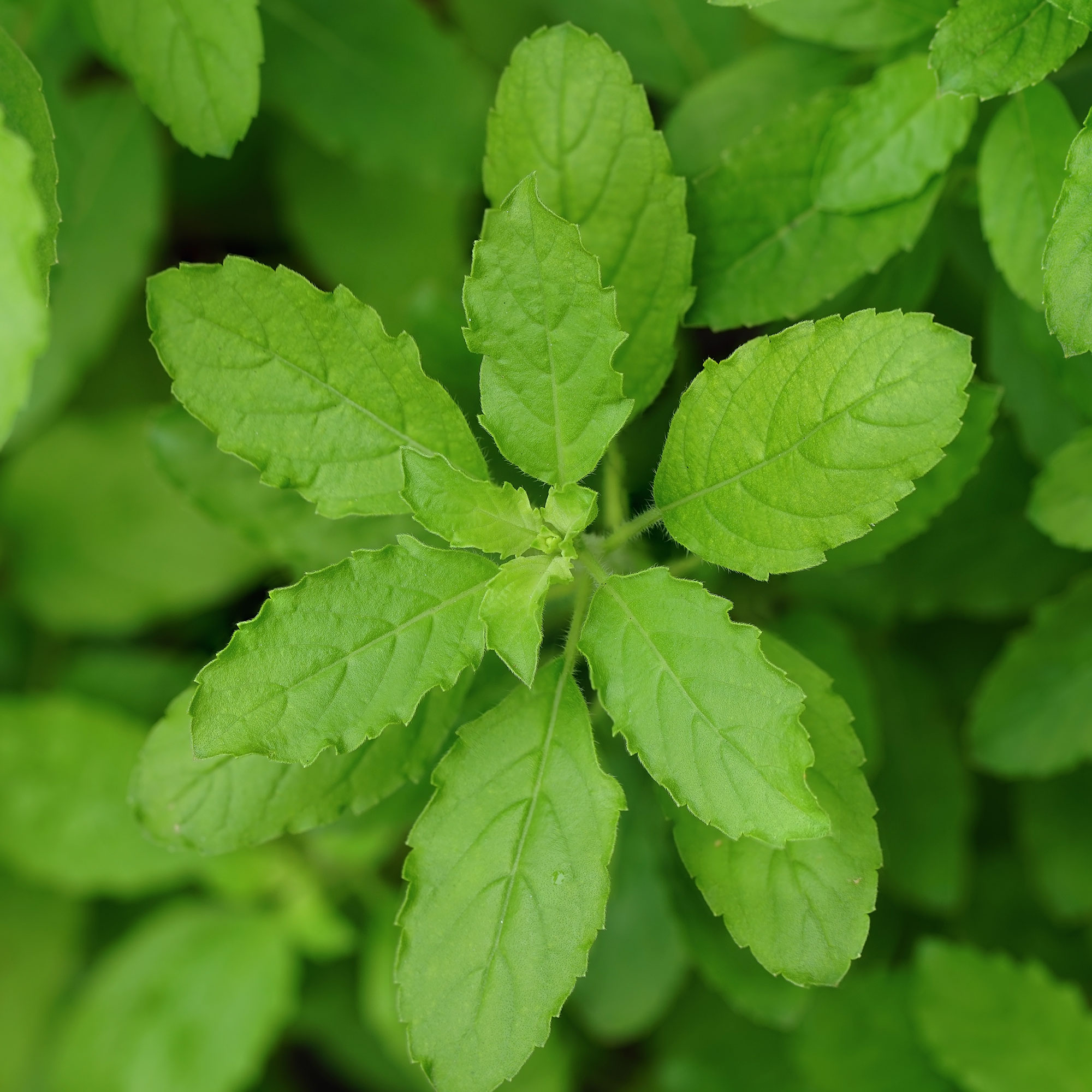 Basil Seeds - Holy Basil Green Leaf -0.25 Oz ~5469 Seeds - Non-GMO, Heirloom - Microgreens &amp; Herb Gardening