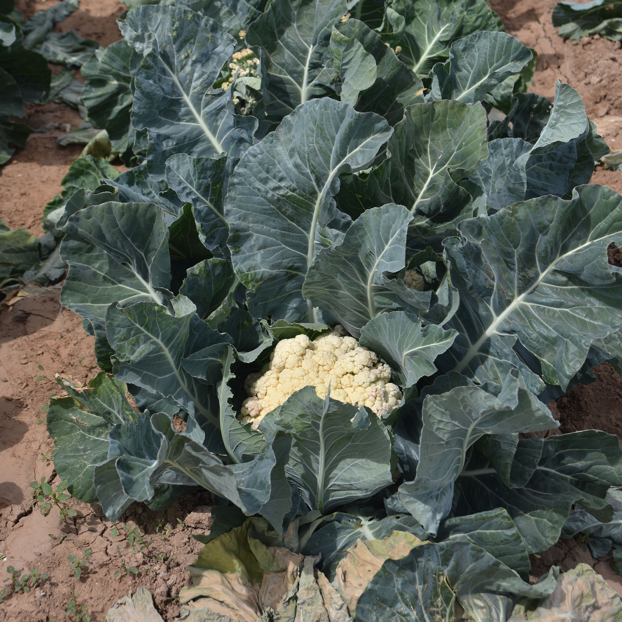 Cauliflower Seeds - Song TJS-65 - Hybrid -0.25 Oz ~2225 Seeds - Non-GMO, F1 Hybrid - Asian Garden Vegetable