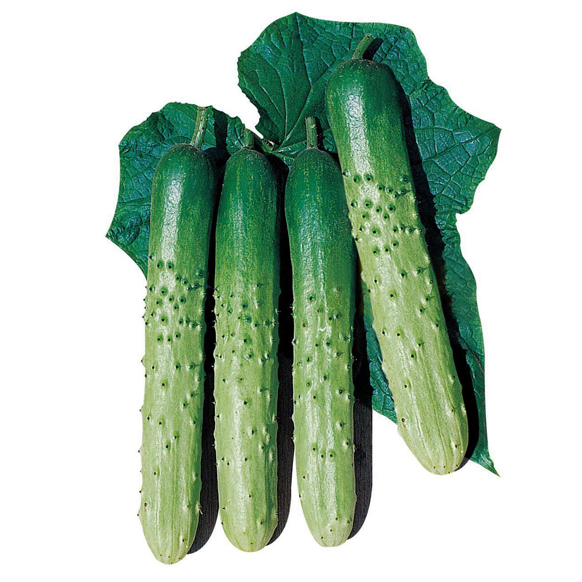 Cucumber Seeds - Asia Eun Cheon - Hybrid -500 Mg Packet ~20 Seeds - Non-GMO, F1 Hybrid - Asian Garden Vegetable