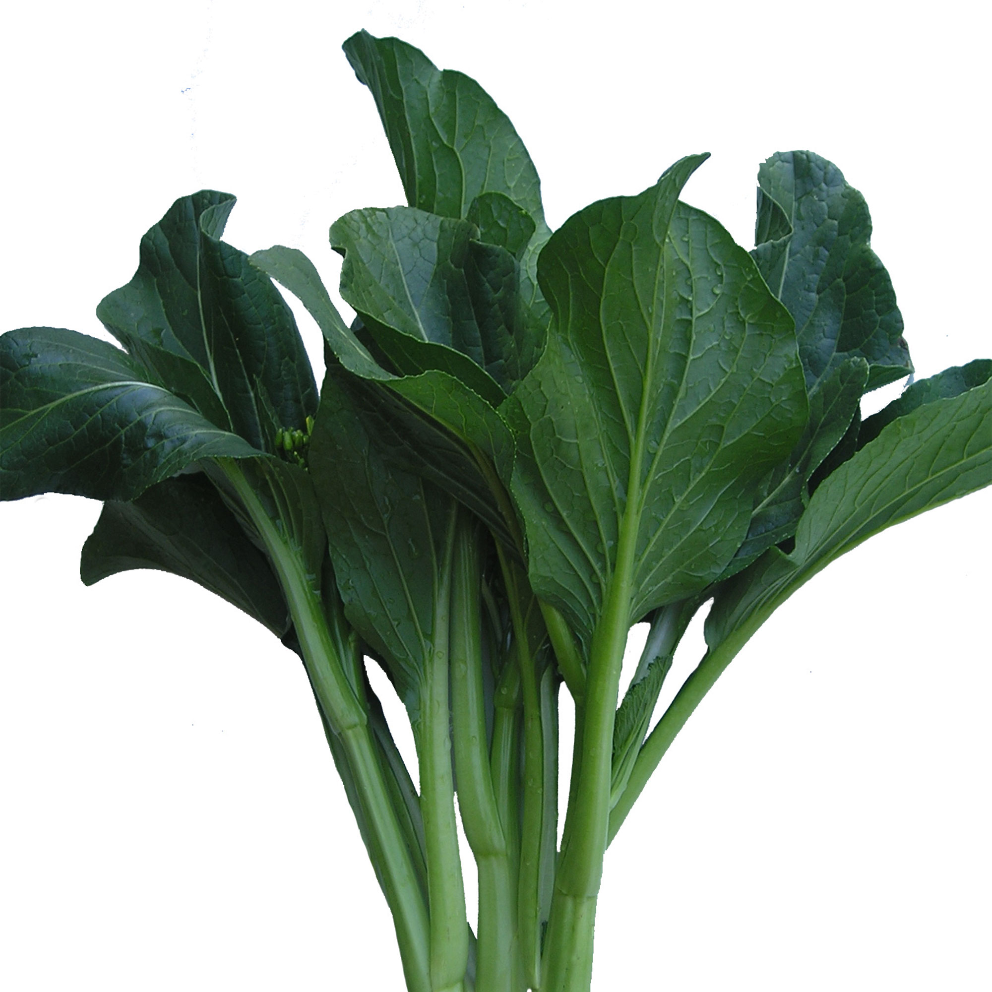 Yu Choy Sum Seeds - Late Green -3 g Packet ~660 Seeds - Non-GMO, Heirloom - Asian Garden Vegetable