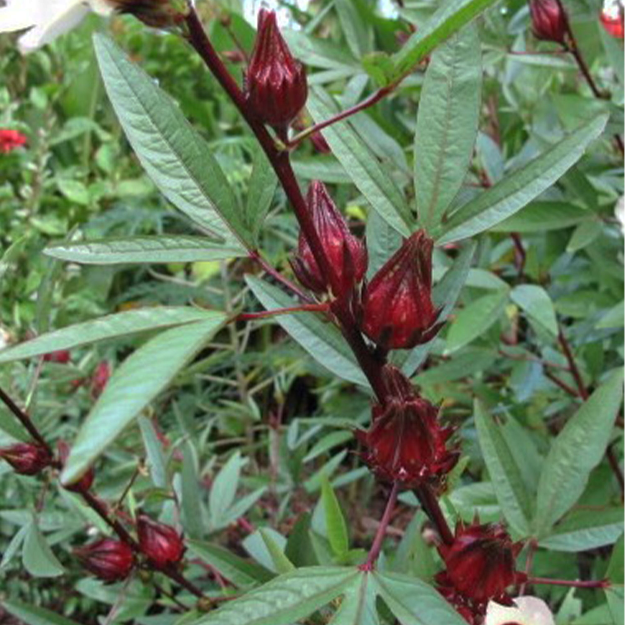 Hibiscus Seeds - Asian Sour Leaf (Roselle) -3 g Packet ~180 Seeds - Non-GMO, Heirloom - Asian Herb Gardening &amp; Flower