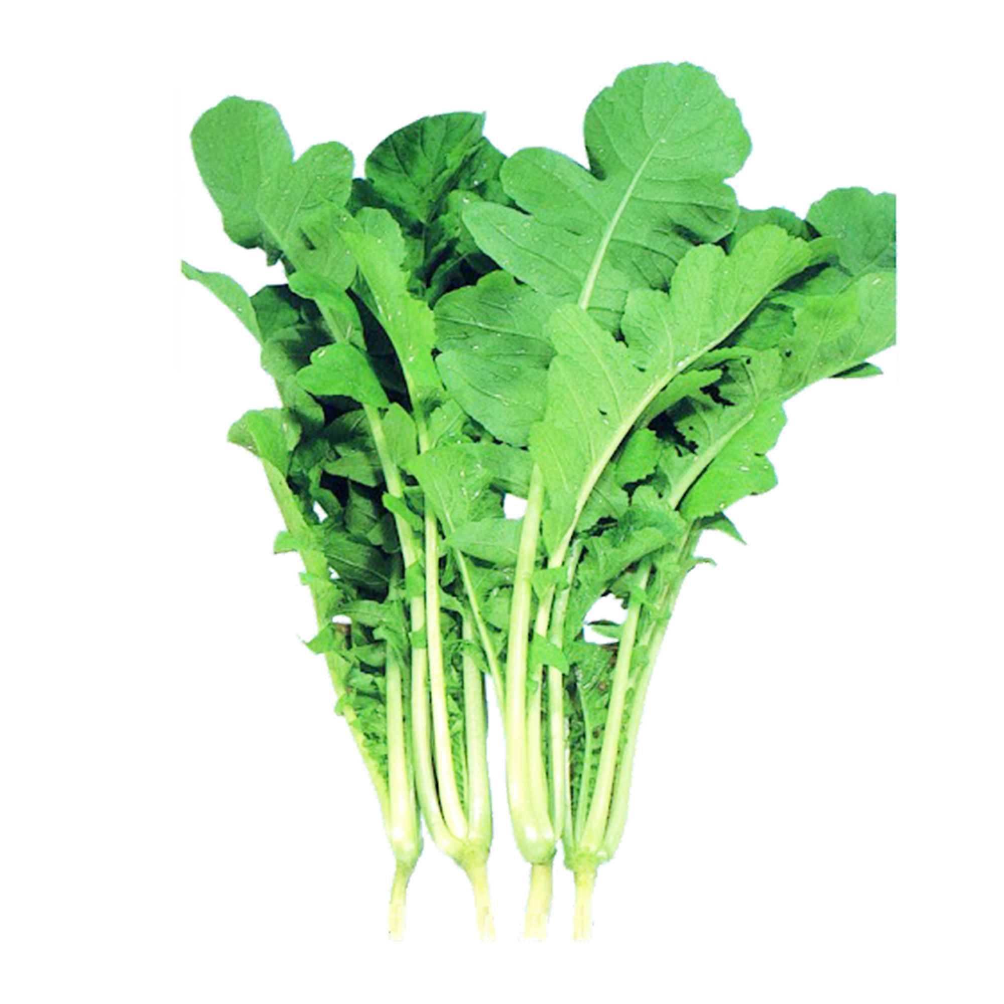 Leaf Radish Seeds - Saisai - Hybrid -1 Oz ~1300 Seeds - Non-GMO, F1 Hybrid - Asian Garden Vegetable