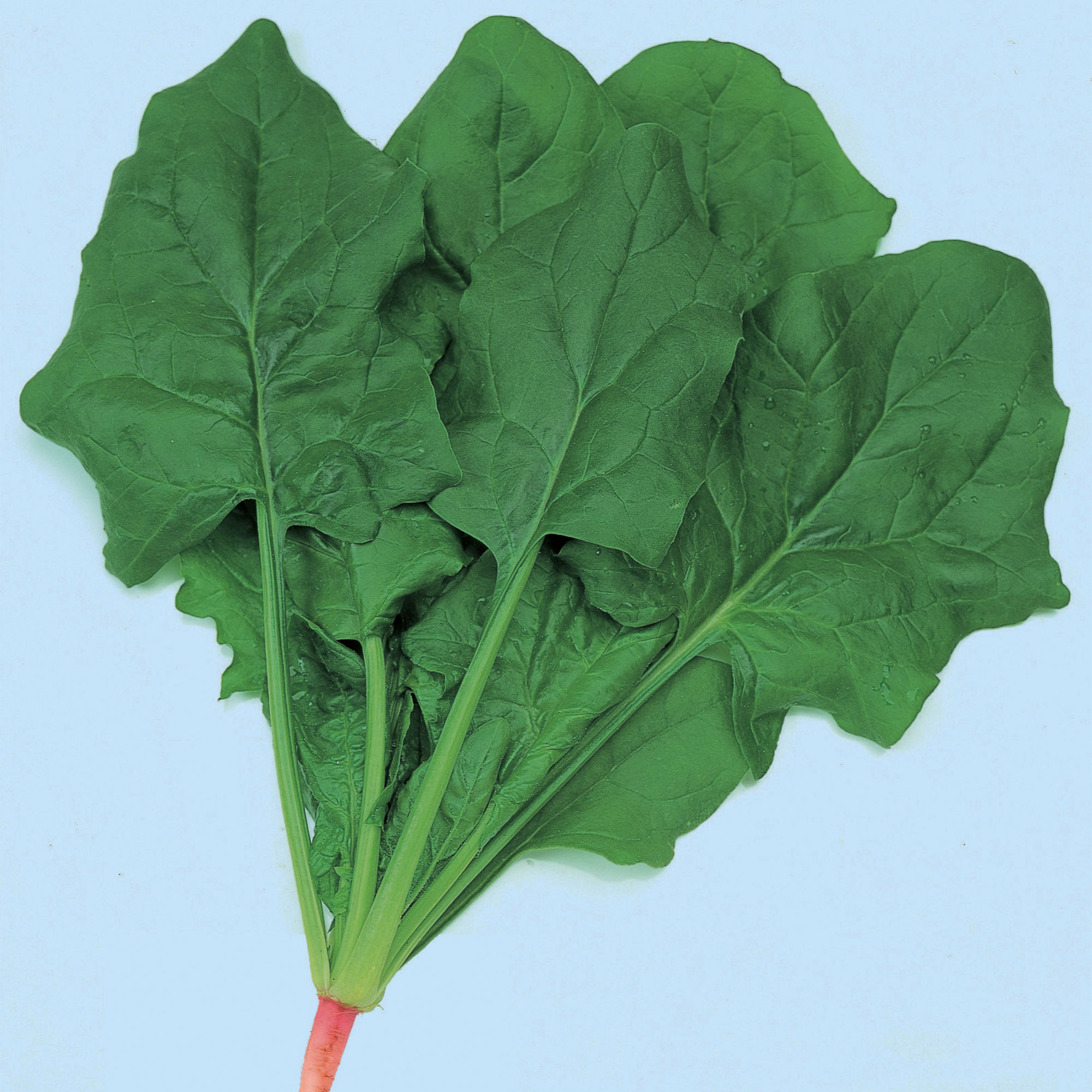 Spinach Seeds - Dash -Hybrid -3 g Packet ~270 Seeds - Non-GMO, F1 Hybrid - Vegetable Garden