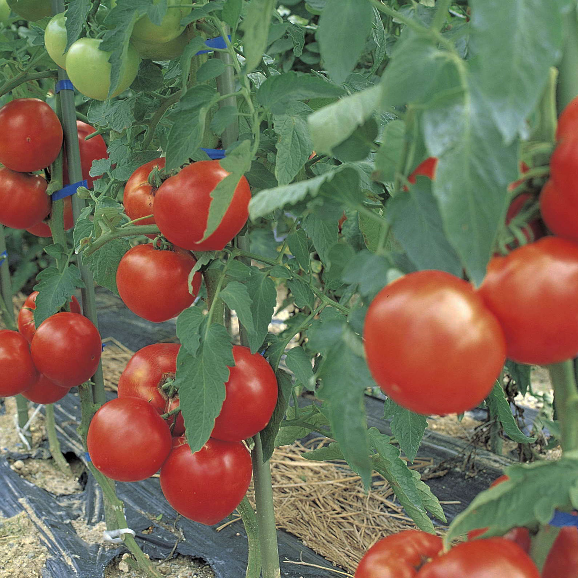 Tomato Seeds - Momotaro Tough Boy 93 - Hybrid -10 Seeds ~10 Seeds - Non-GMO, F1 Hybrid - Asian Garden Vegetable