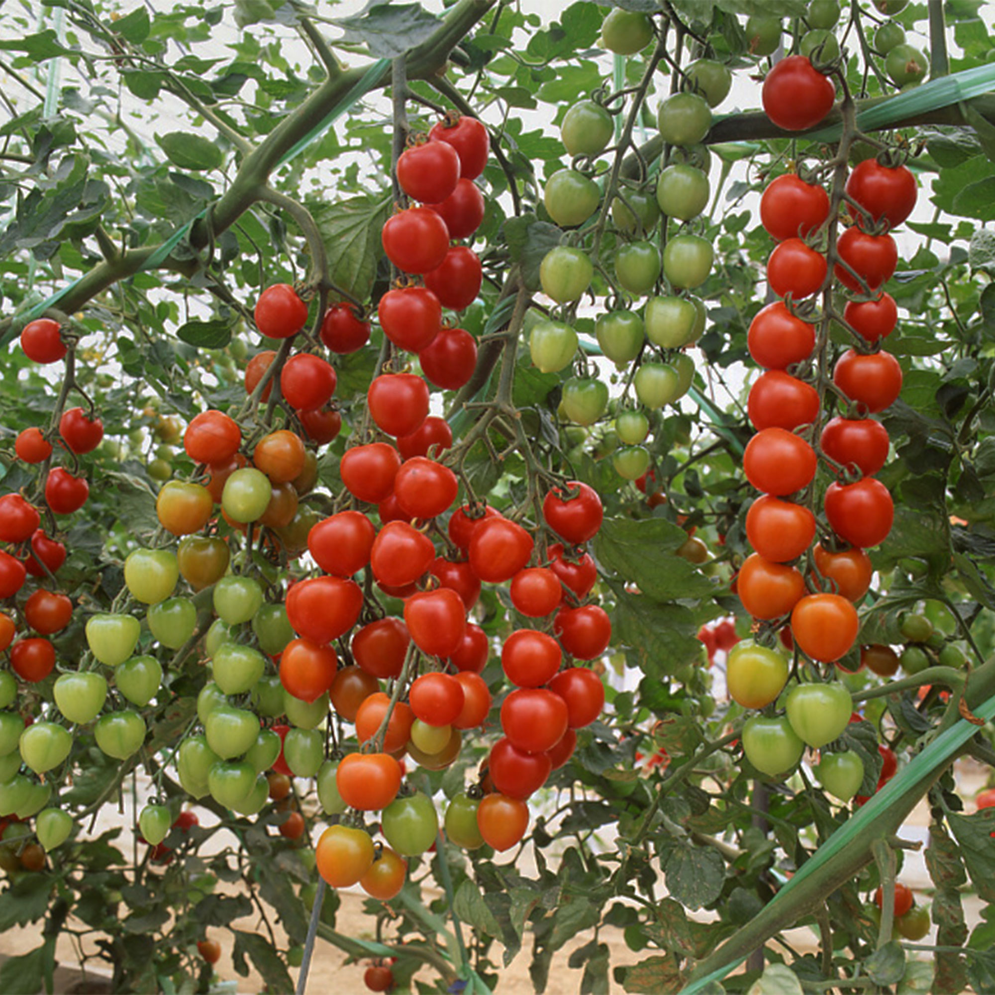 Tomato Seeds - Suncherry Extra Sweet - Hybrid -1000 Seeds ~1000 Seeds - Non-GMO, F1 Hybrid - Vegetable Garden