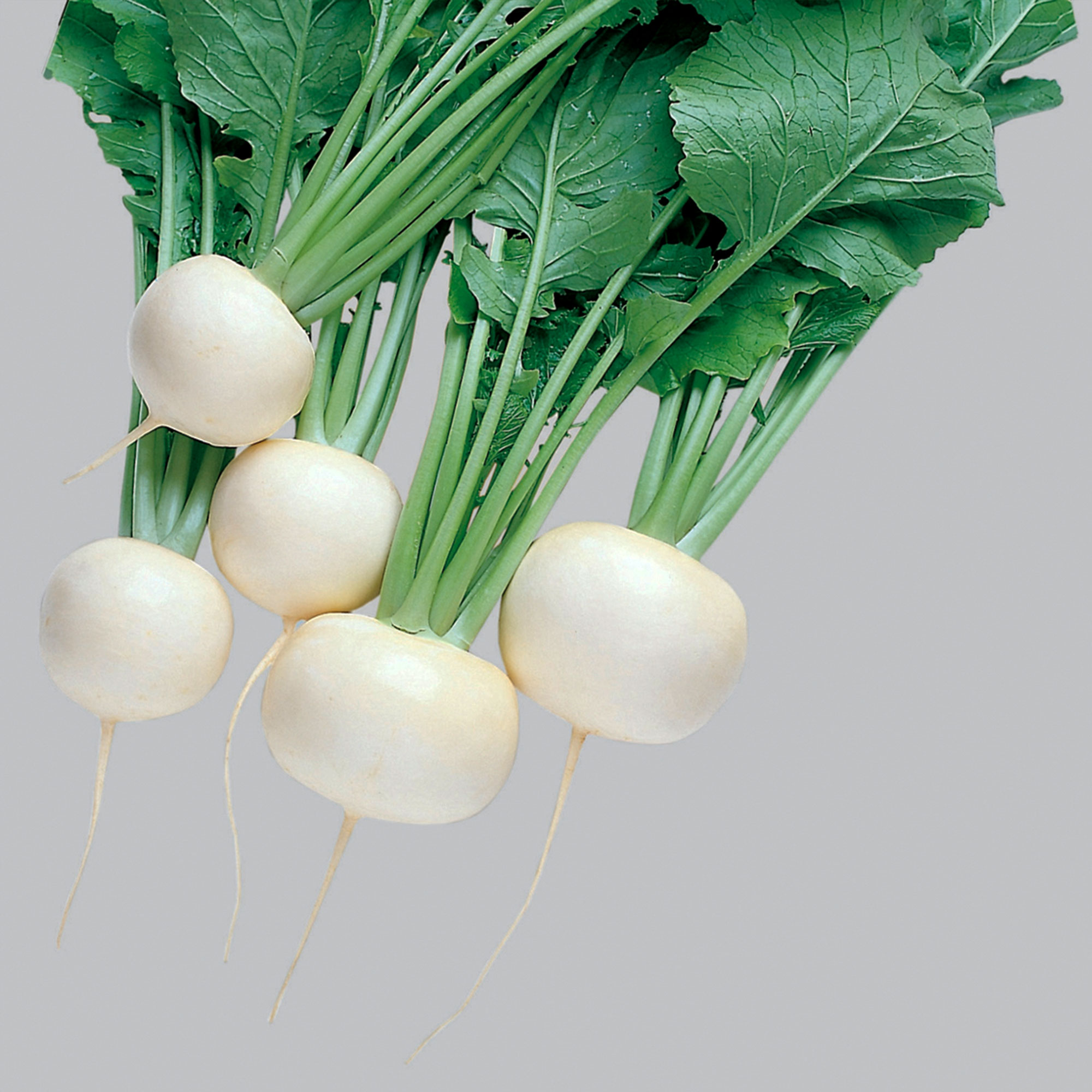 Turnip Seeds - Oasis - Hybrid -4 Oz ~36000 Seeds - Non-GMO, F1 Hybrid - Vegetable Garden