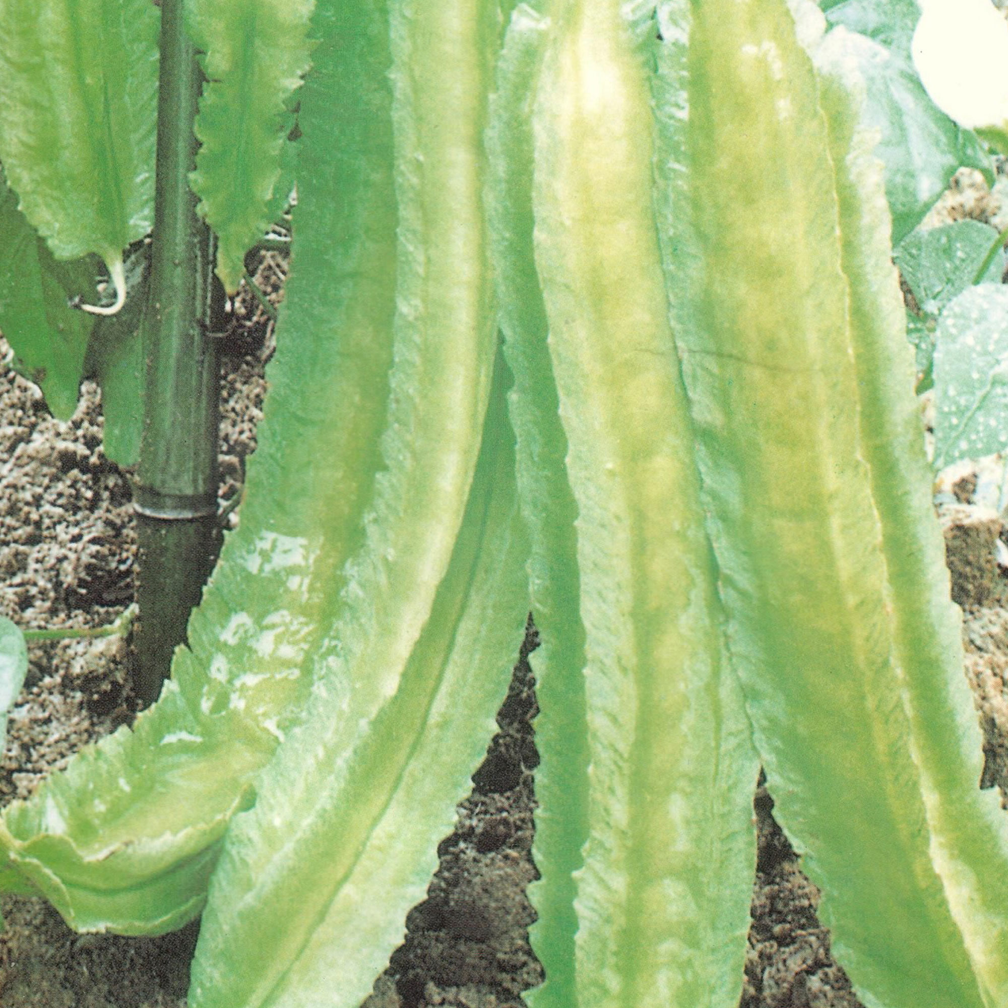 Winged Bean Seeds -5 g Packet ~20 Seeds - Non-GMO, Heirloom - Asian Garden Vegetable