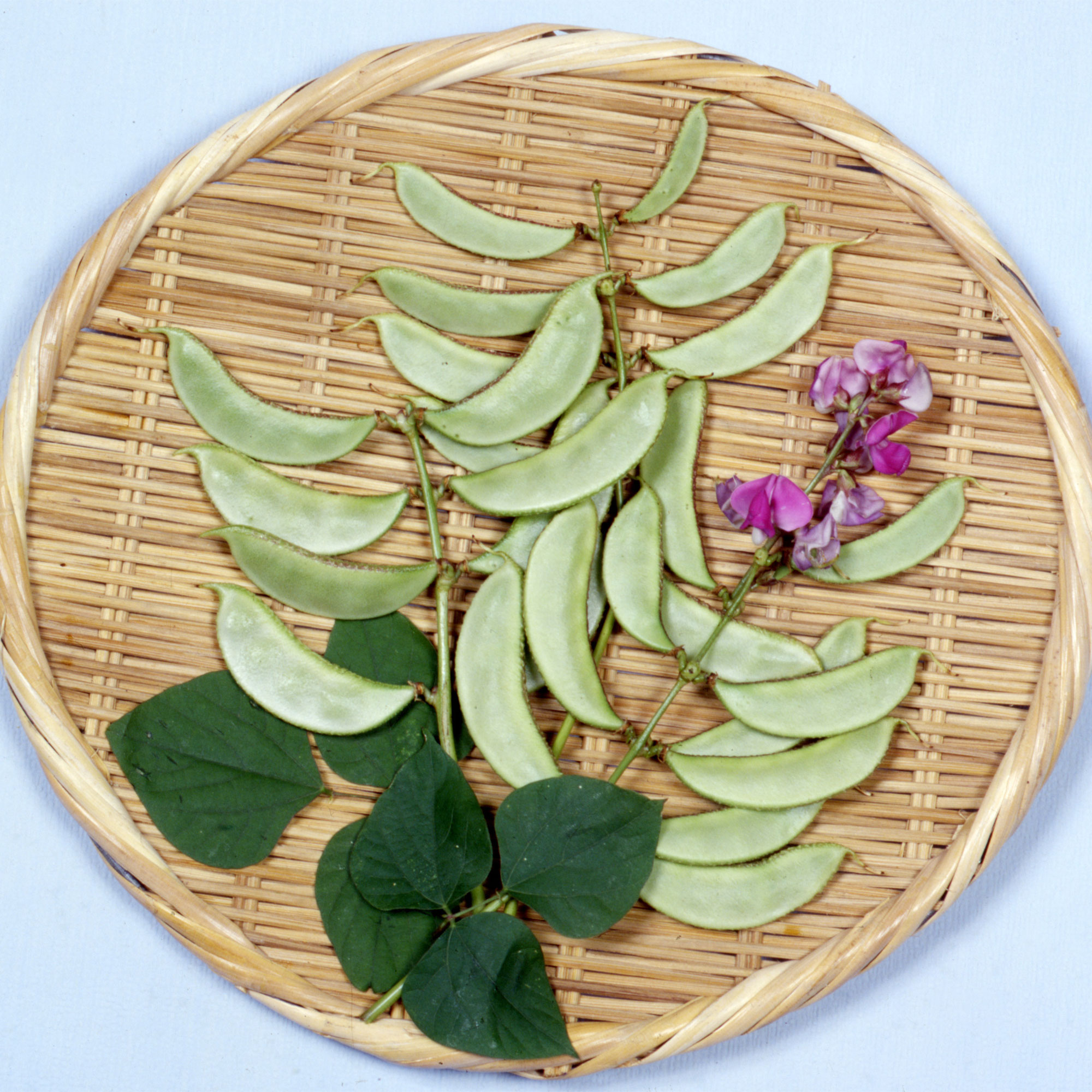 Hyacinth Bean - Akhana Fujimame -4 Oz ~600 Seeds - Non-GMO, Heirloom - Asian Garden Vegetable &amp; Flower