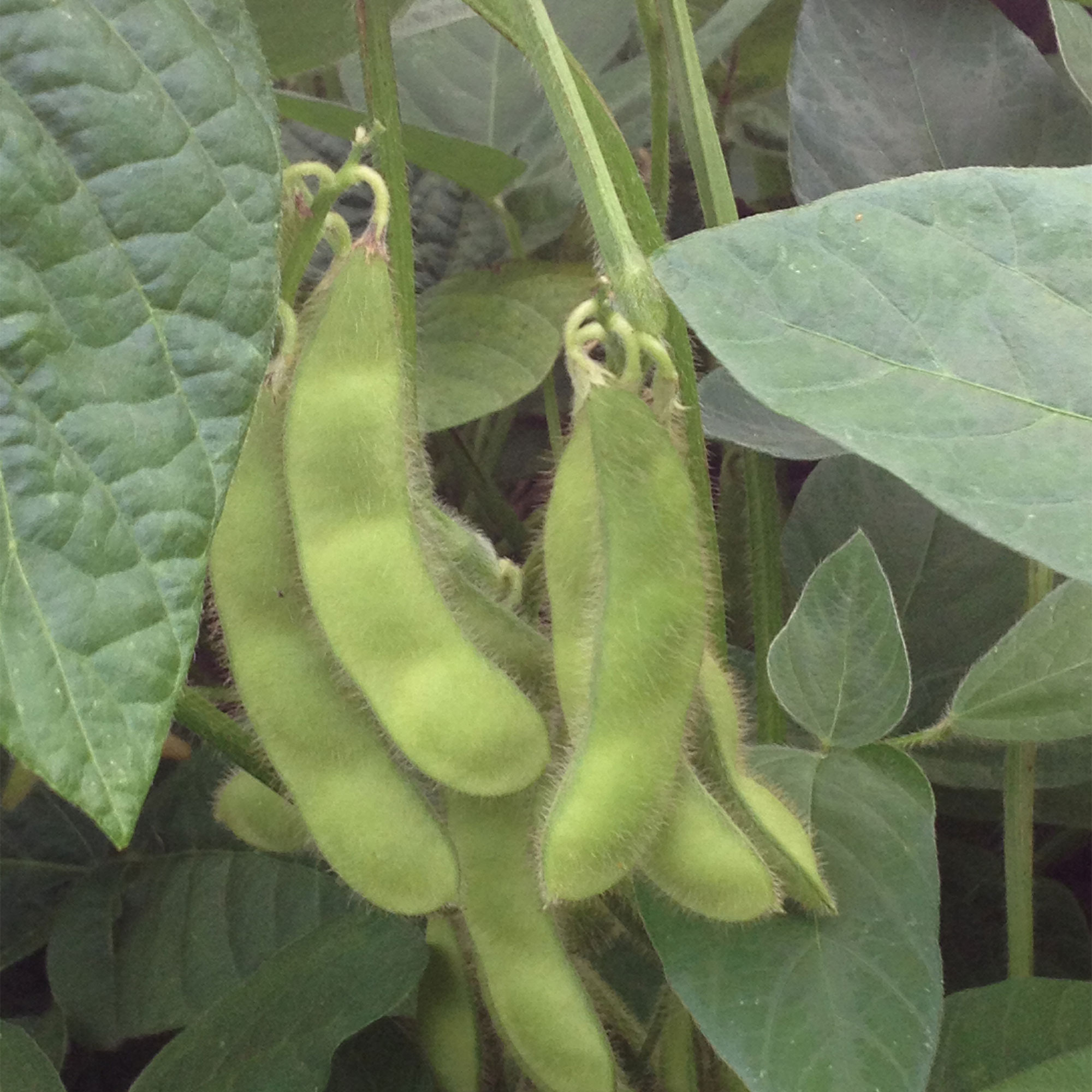 Soybean - Chiba Green -7 g Packet ~42 Seeds - Non-GMO, Heirloom - Asian Garden Vegetable