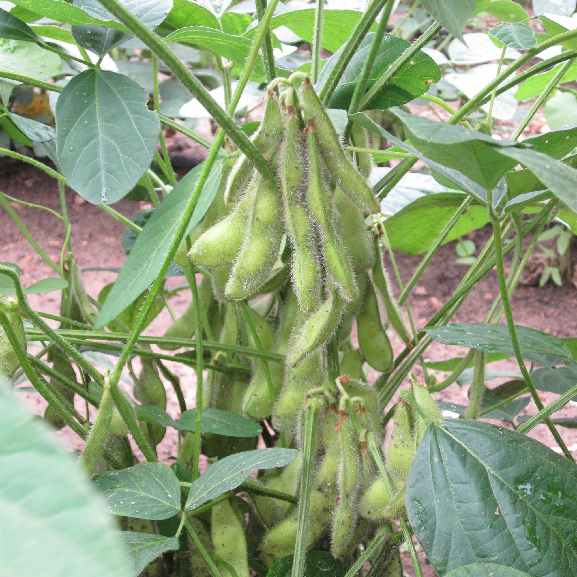 Soybean - Midori Giant (Eda Mame) -7 g Packet ~42 Seeds - Non-GMO, Heirloom - Asian Garden Vegetable