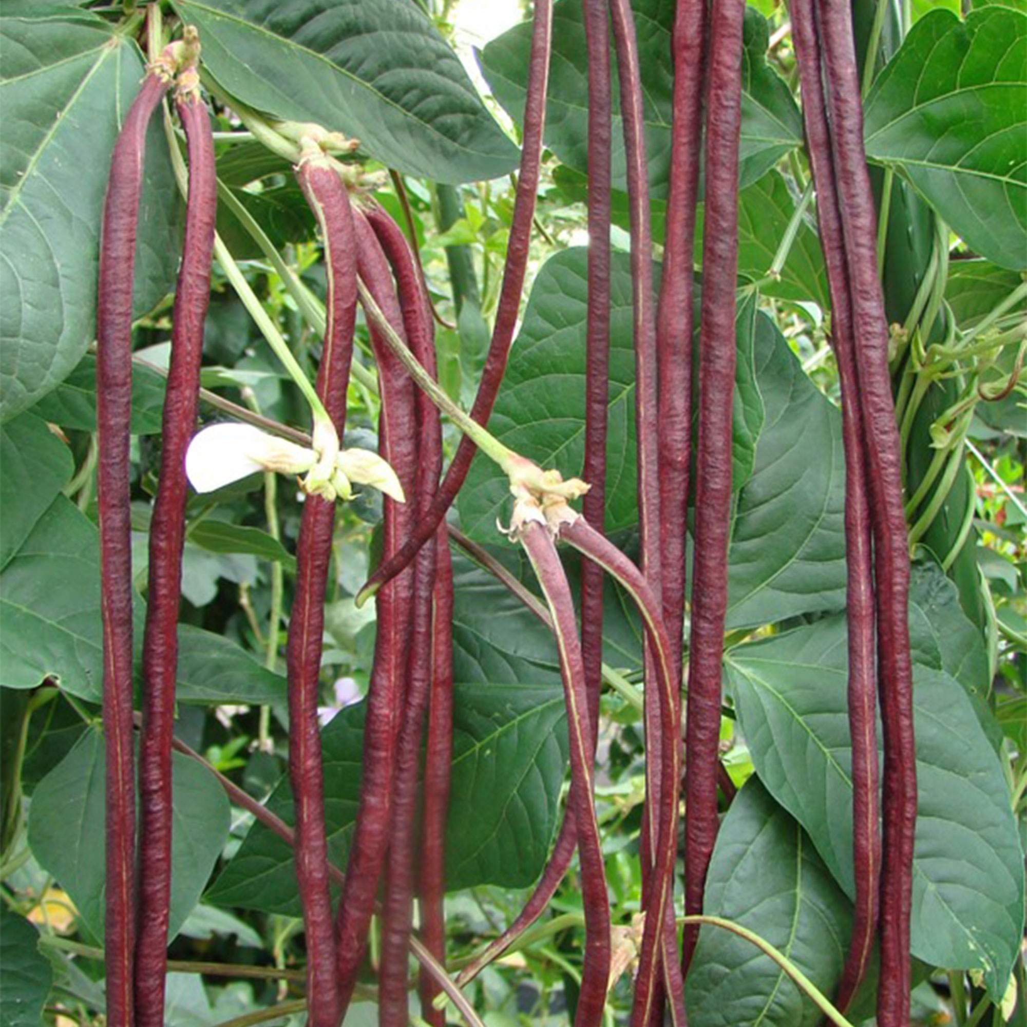 Yard Long Bean - Red Noodle -6 g Packet ~30 Seeds - Non-GMO, Heirloom - Asian Garden Vegetable