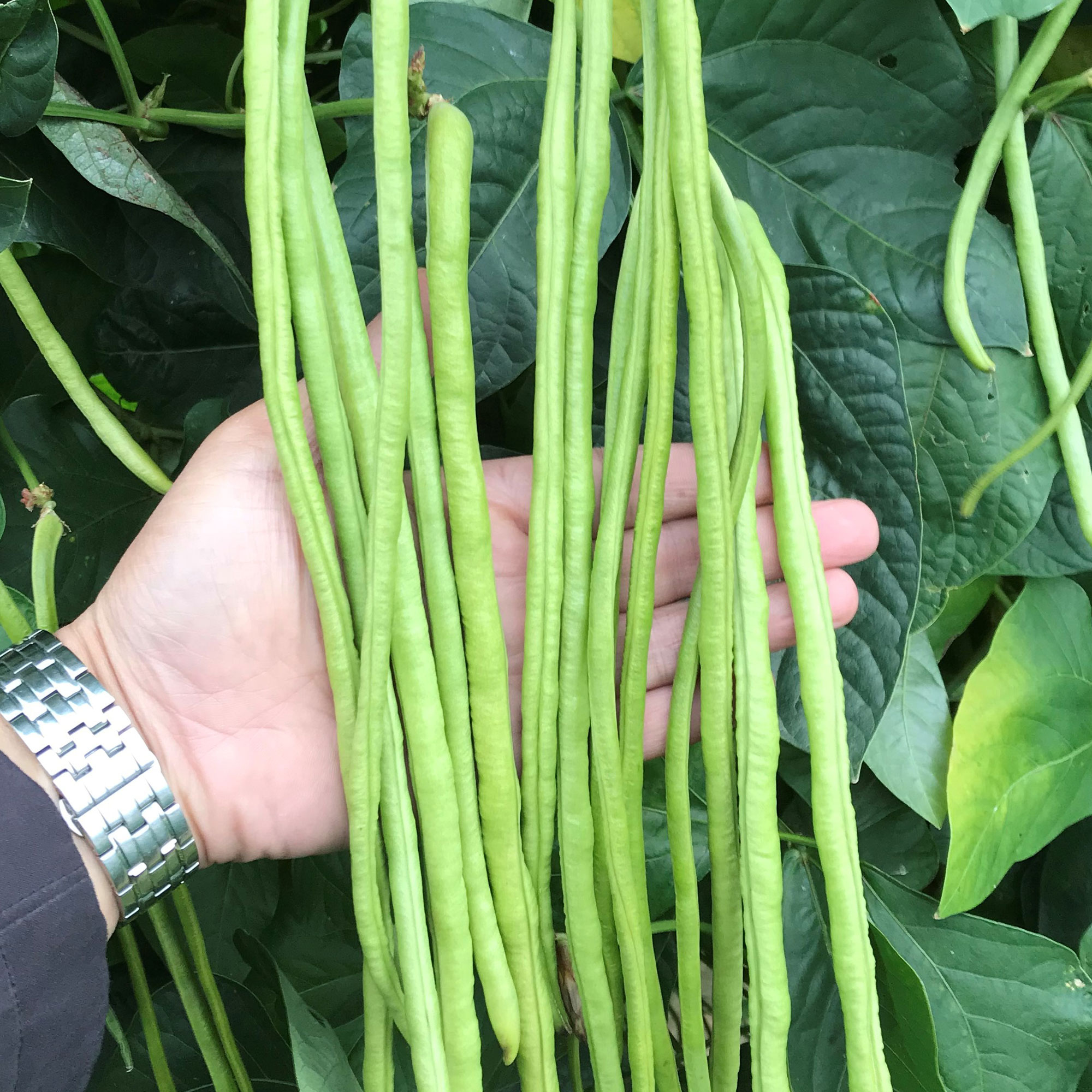 Yard Long Bean - You Fong Wong -6 g Packet ~30 Seeds - Non-GMO, Heirloom - Asian Garden Vegetable