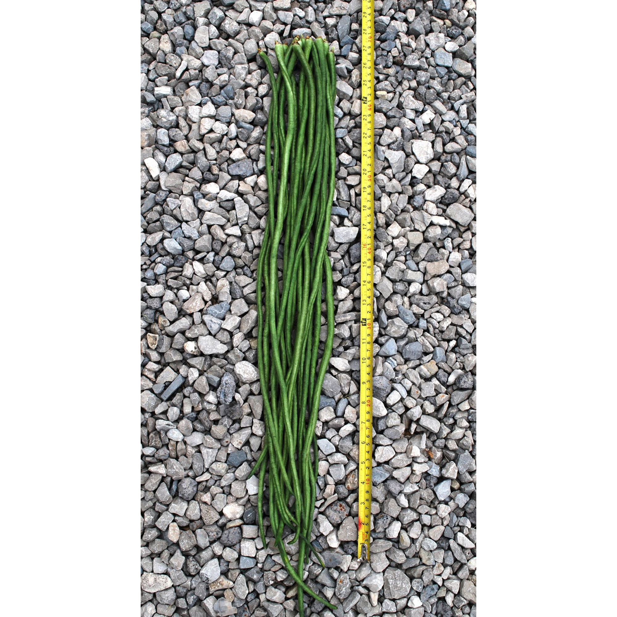 Yard Long Bean - Yu Long Noodle Kin -4 Oz ~720 Seeds - Non-GMO, Heirloom - Asian Garden Vegetable