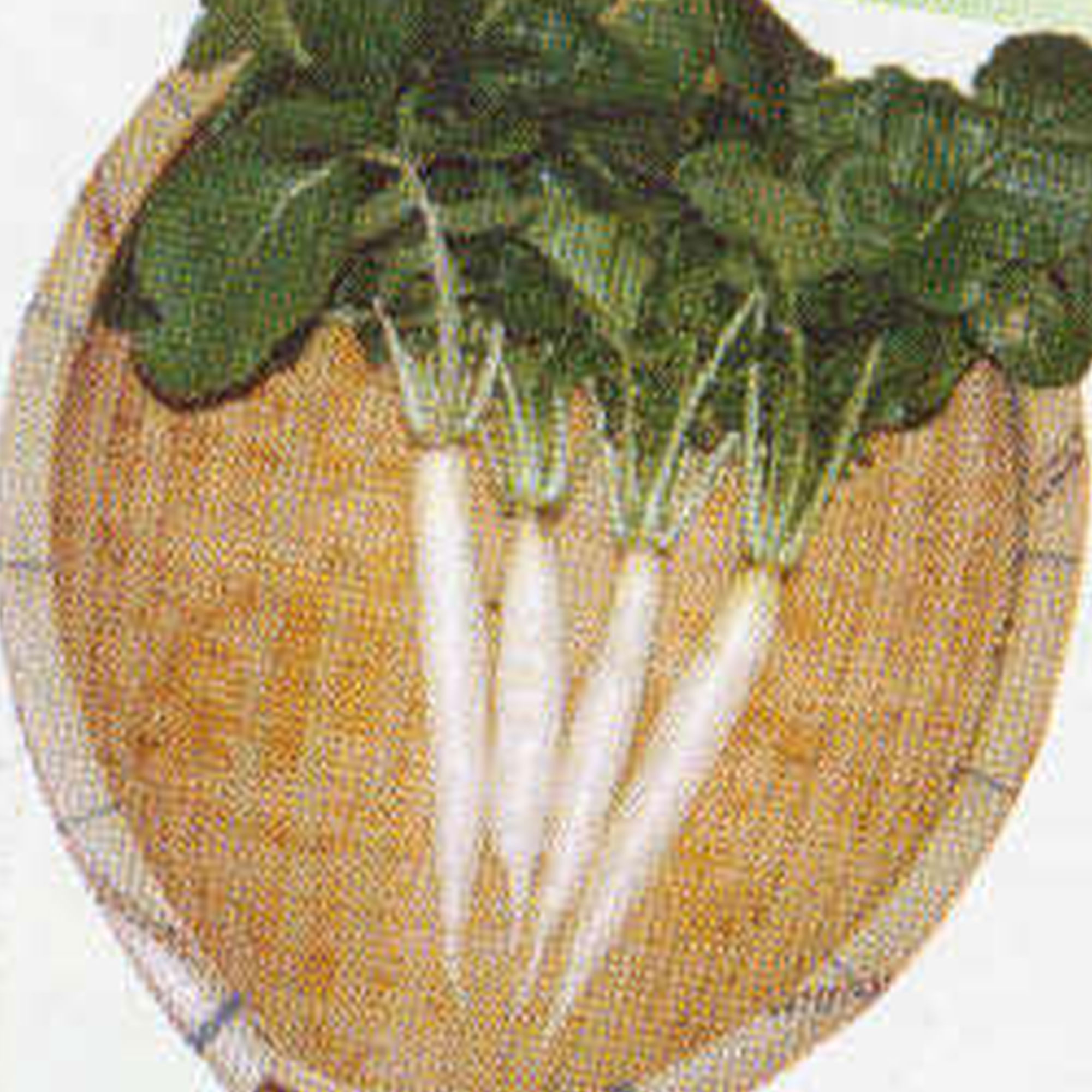 Radish Seeds - Iwai Daikon -1 Oz ~2600 Seeds - Non-GMO, Heirloom - Asian Garden Vegetable &amp; Microgreens