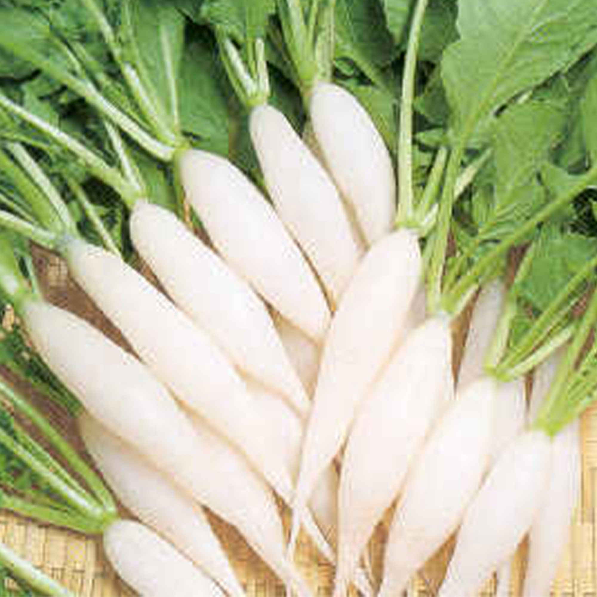 Radish Seeds - Shirahime Hatsuka Daikon -2 g Packet ~202 Seeds - Non-GMO, Heirloom - Asian Garden Vegetable &amp; Microgreens