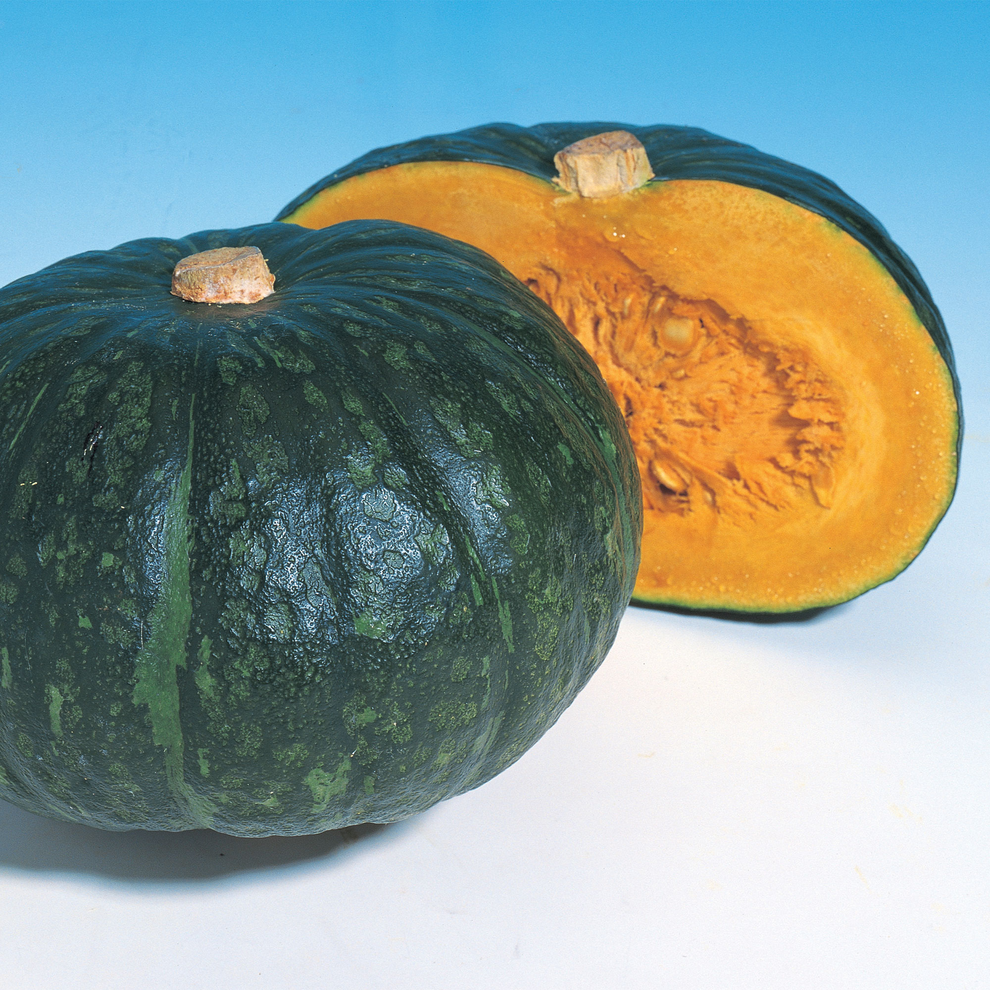 Squash Seeds - Japanese, Winter - Hokkori 133 - Hybrid -1 Oz ~144 Seeds - Non-GMO, F1 Hybrid - Asian Garden Vegetable