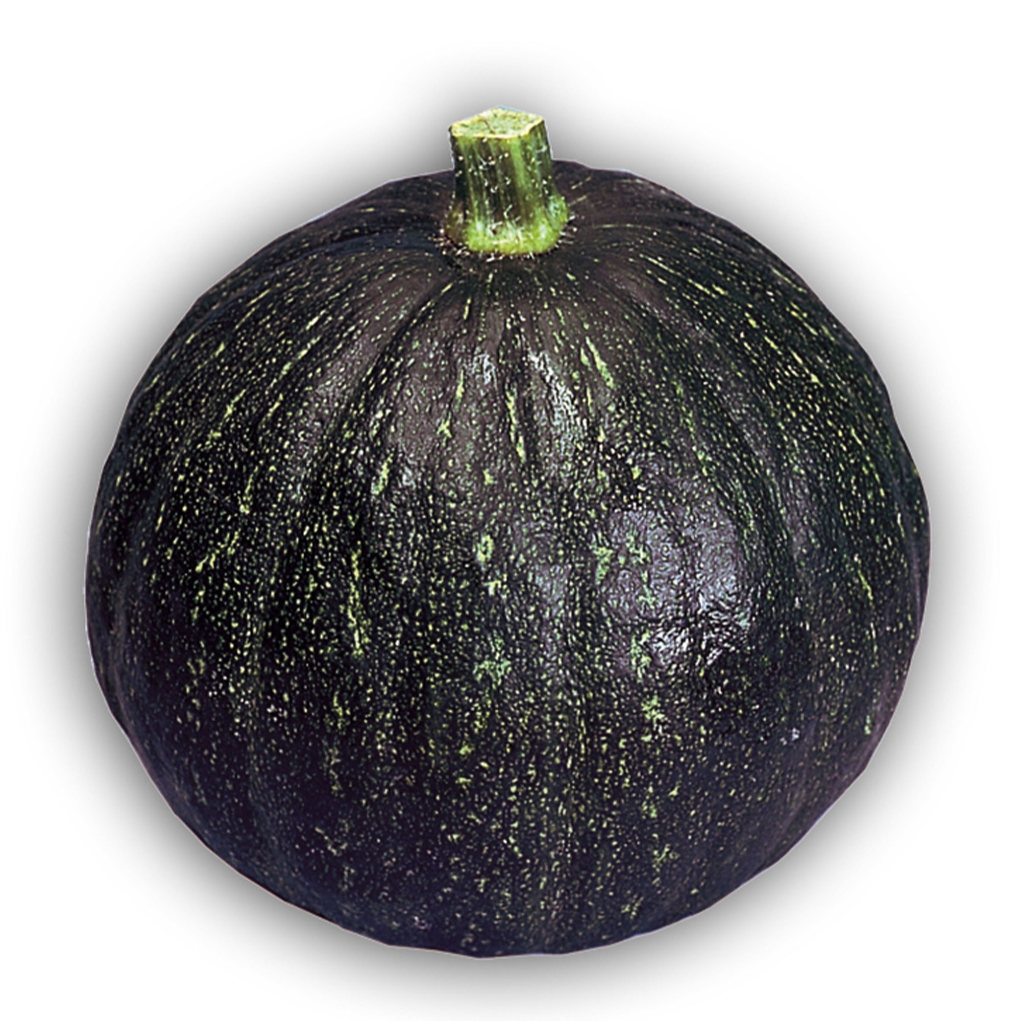 Squash Seeds - Japanese, Winter - Tetsukabuto - Hybrid -2 g Packet ~12 Seeds - Non-GMO, F1 Hybrid - Asian Garden Vegetable