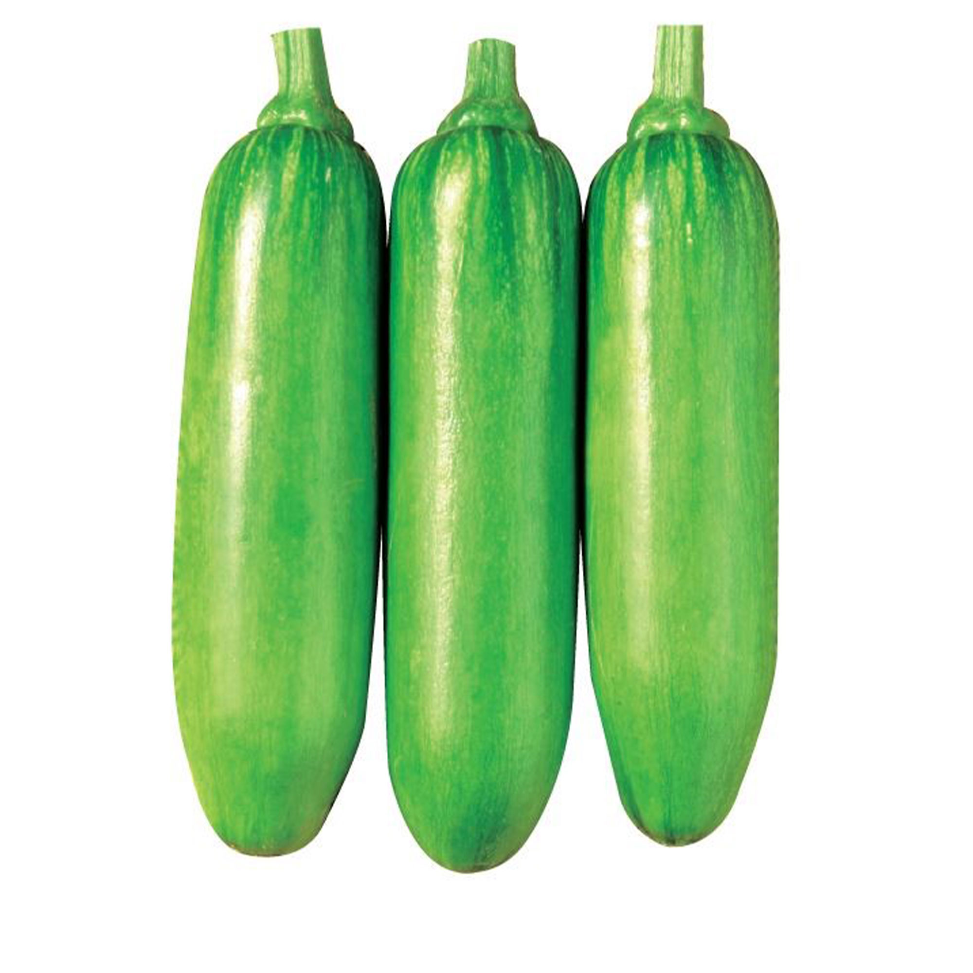 Squash Seeds - Korean, Summer - King Ka Ae - Hybrid -1 g Packet ~7 Seeds - Non-GMO, F1 Hybrid - Asian Garden Vegetable