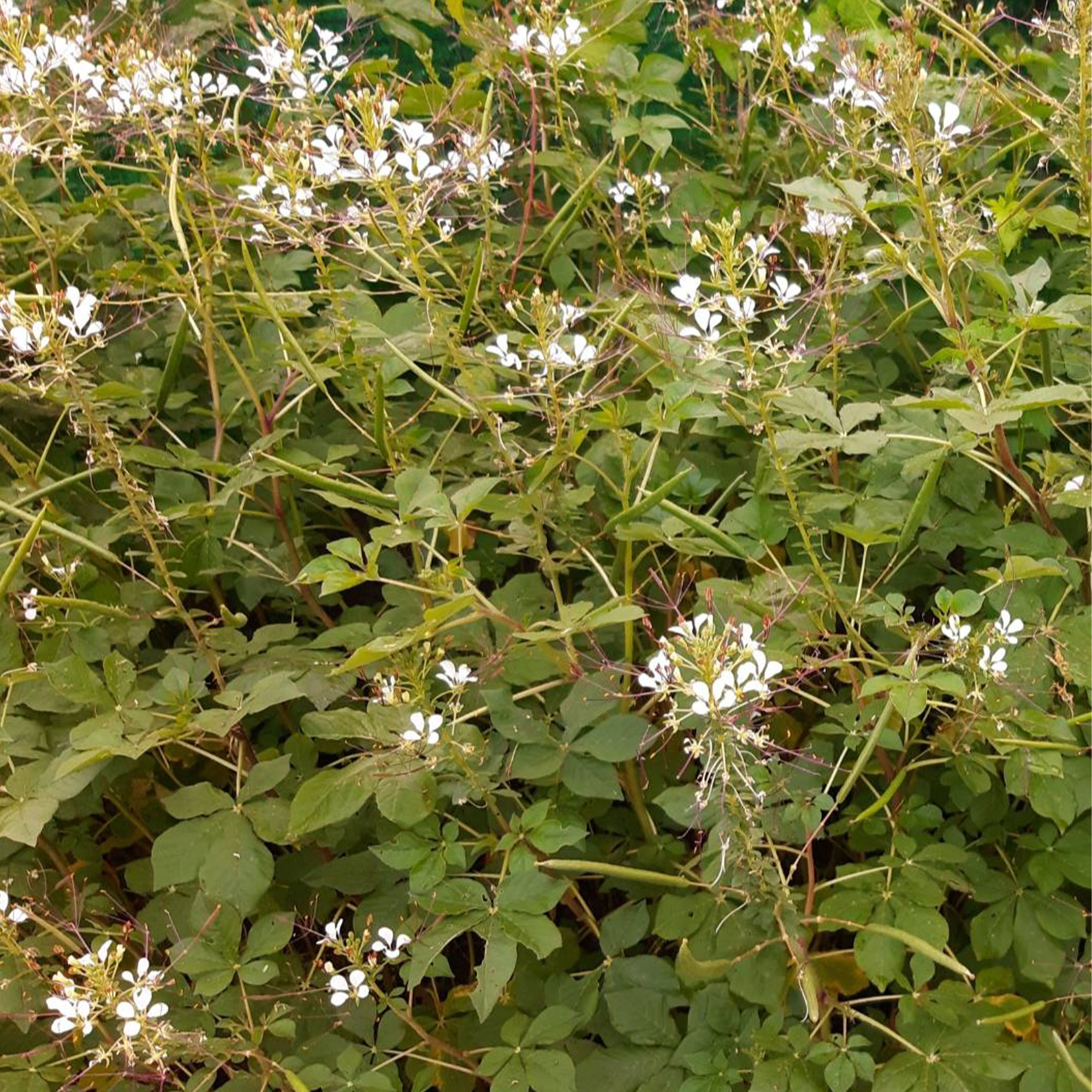 Wild Spider Flower -1 Oz ~13900 Seeds - Non-GMO, Heirloom - Asian Herb Gardening