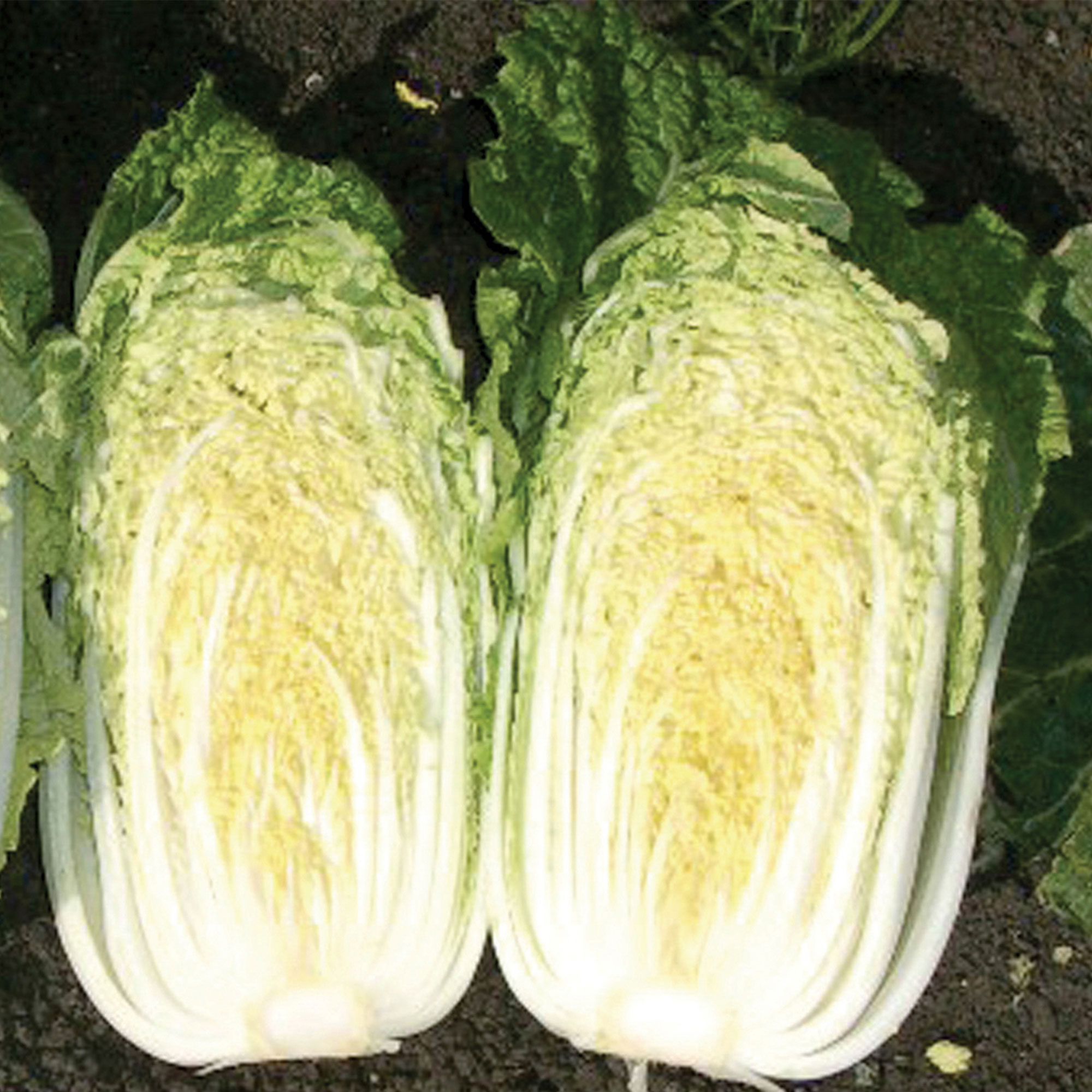 Chinese Cabbage Seeds - China Gold - Hybrid -500 Mg Packet ~15 Seeds - Non-GMO, F1 Hybrid - Asian Garden Vegetable