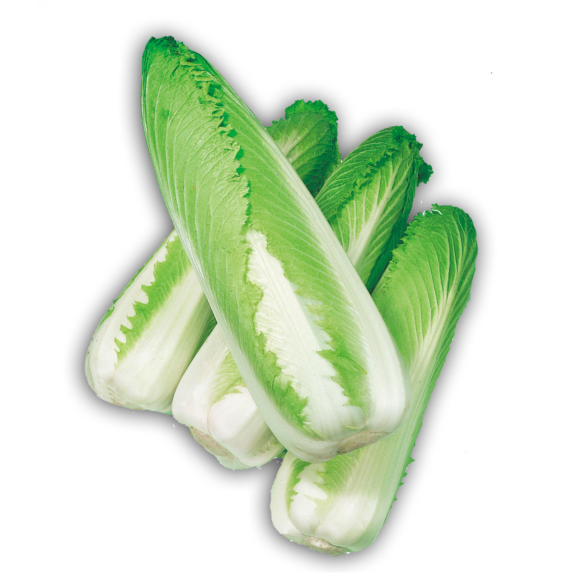 Chinese Cabbage Seeds - Green Rocket - Hybrid -500 Mg Packet ~95 Seeds - Non-GMO, F1 Hybrid - Asian Garden Vegetable