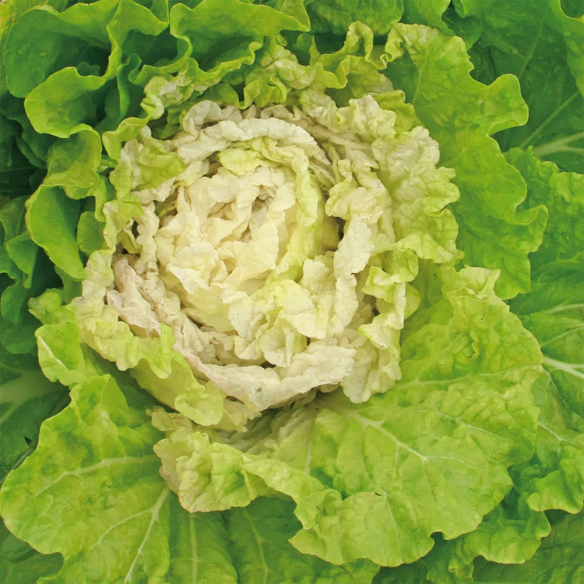 Chinese Cabbage Seeds - Kogane -1 Oz ~8000 Seeds - Non-GMO, Heirloom - Asian Garden Vegetable &amp; Microgreens