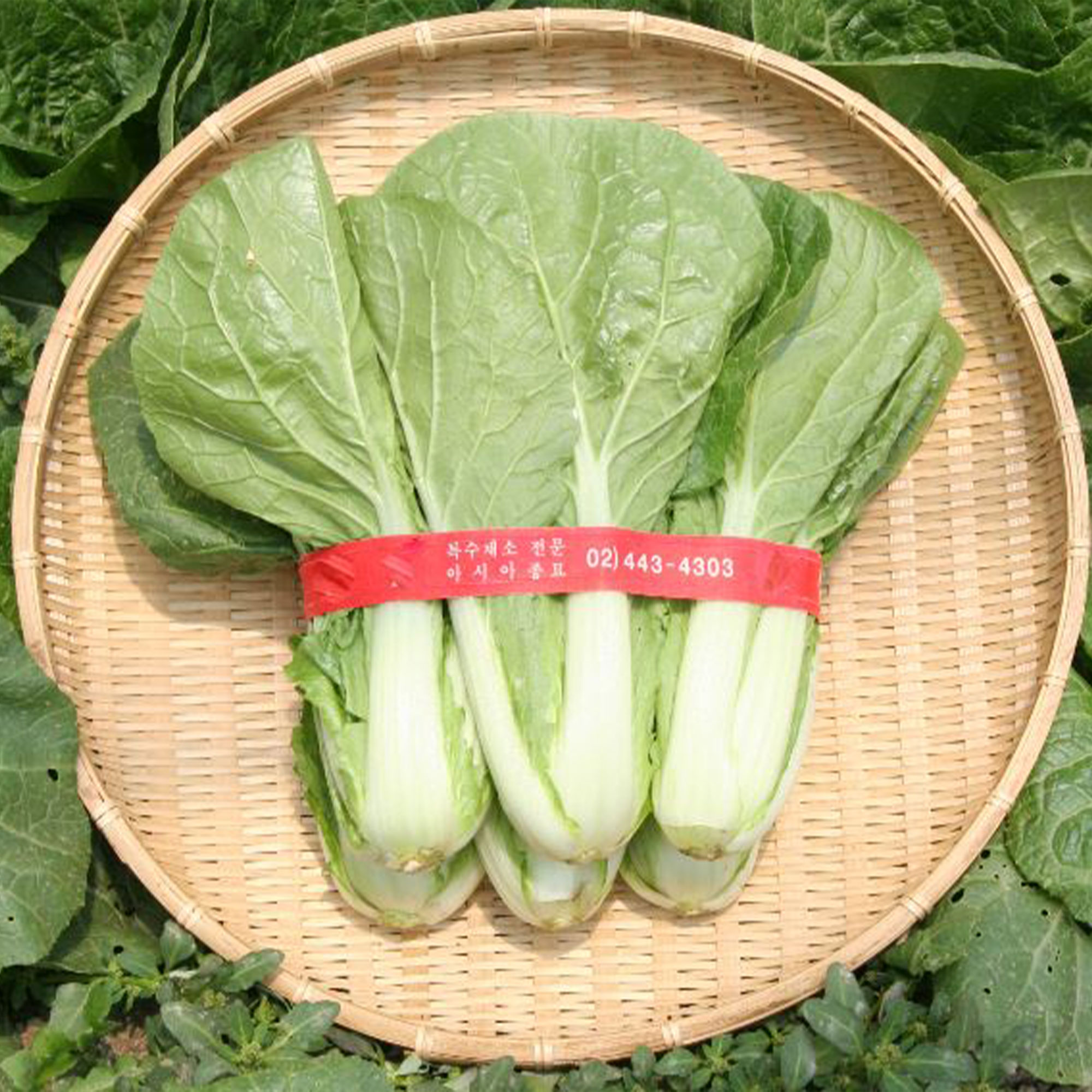 Chinese Cabbage Seeds - Mansu - Hybrid -2 g Packet ~548 Seeds - Non-GMO, F1 Hybrid - Asian Garden Vegetable