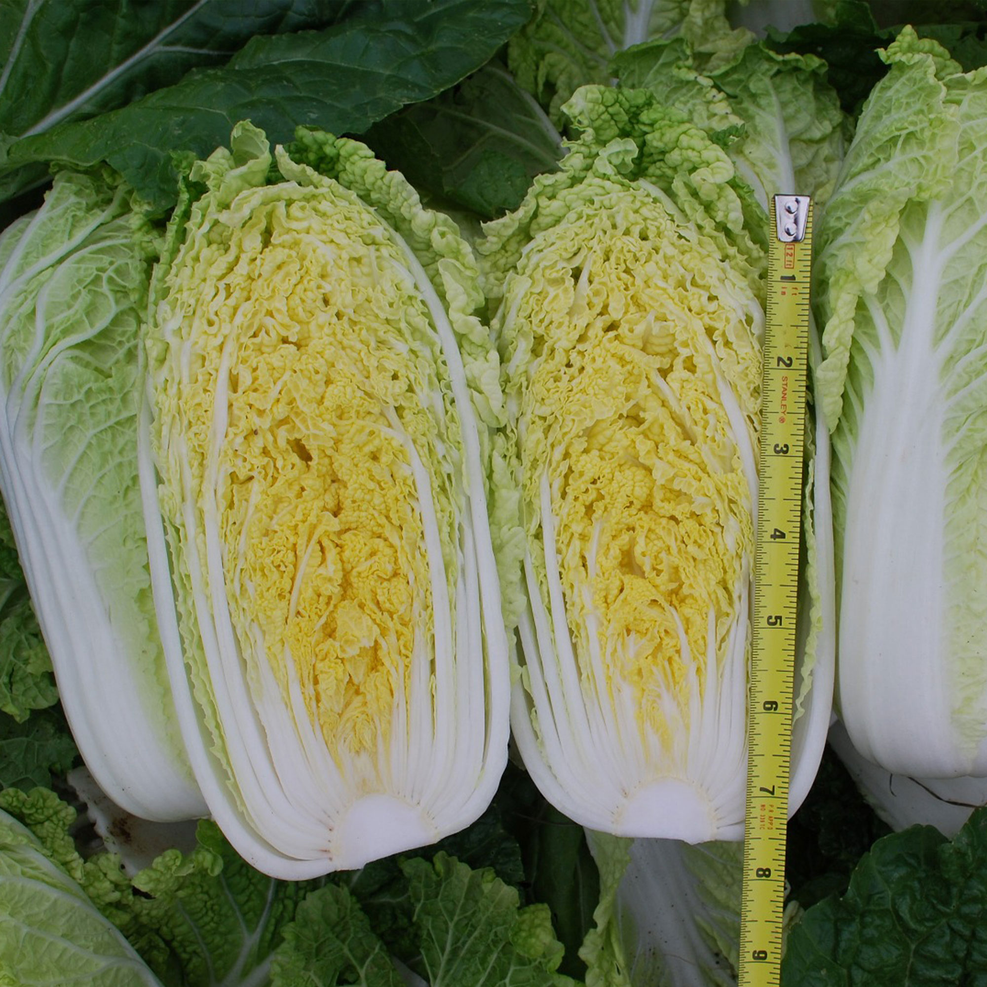 Chinese Cabbage Seeds - Mini Napa #2 - Hybrid -1 g Packet ~200 Seeds - Non-GMO, F1 Hybrid - Asian Garden Vegetable