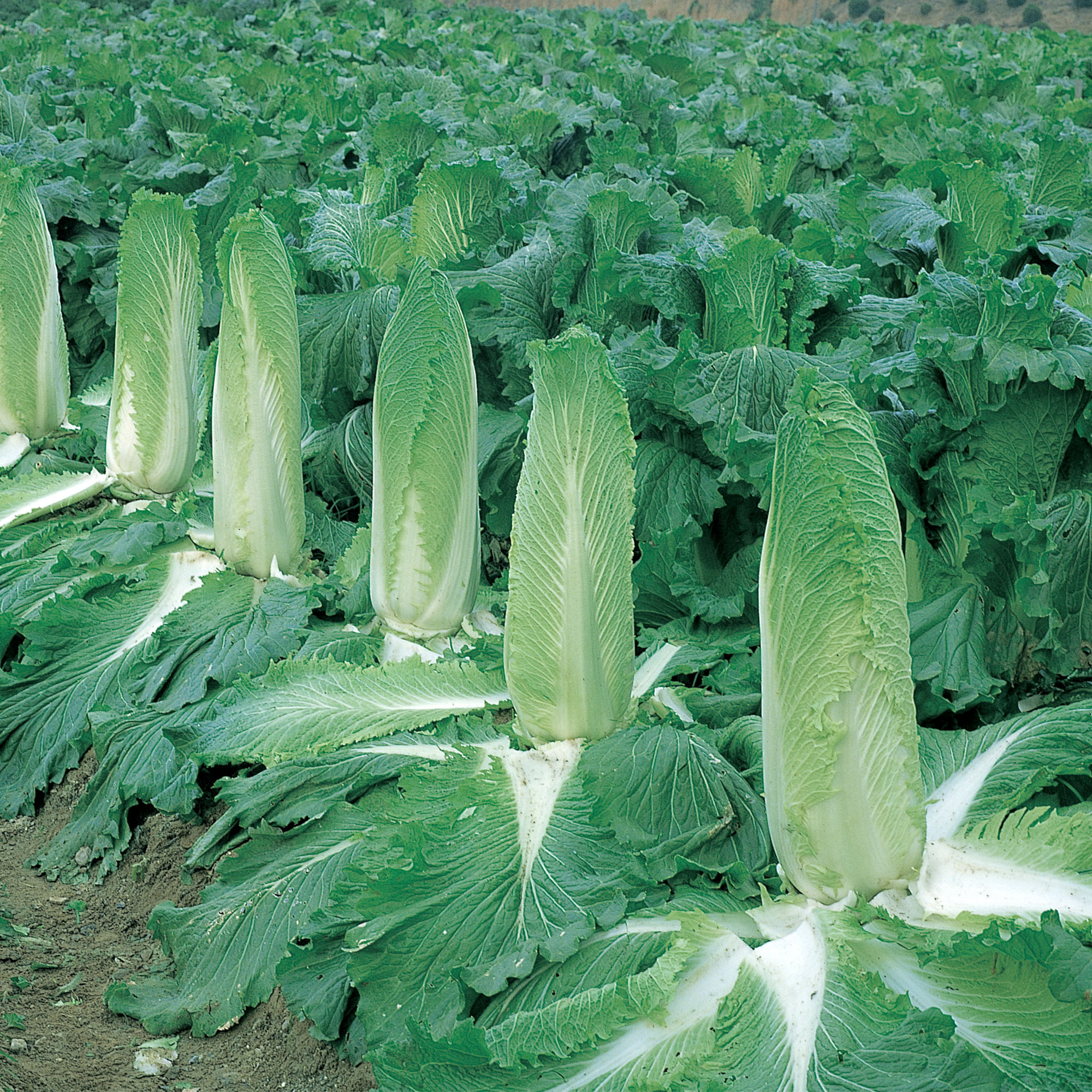 Chinese Cabbage Seeds - Monument - Hybrid -500 Mg Packet ~160 Seeds - Non-GMO, F1 Hybrid - Asian Garden Vegetable