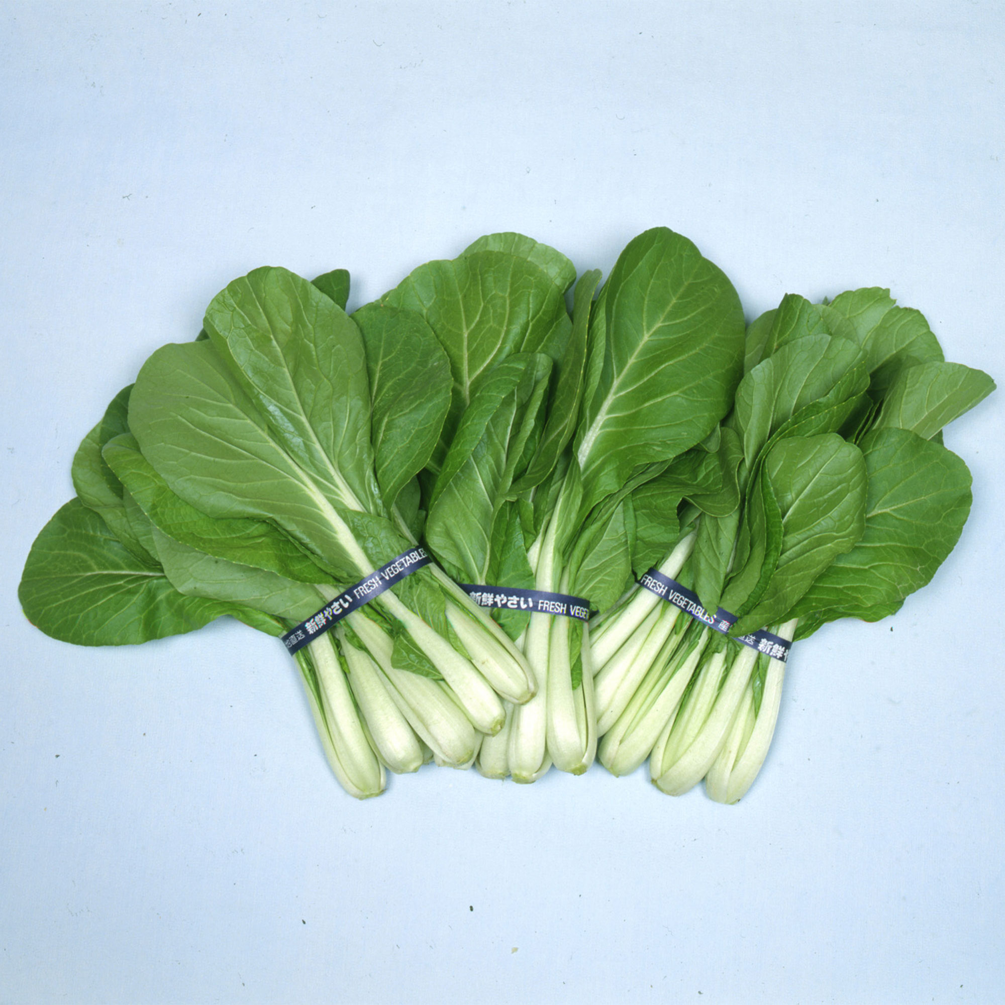 Chinese Cabbage Seeds - Osaka Shirona -4 g Packet ~1640 Seeds - Non-GMO, Heirloom - Asian Garden Vegetable &amp; Microgreens