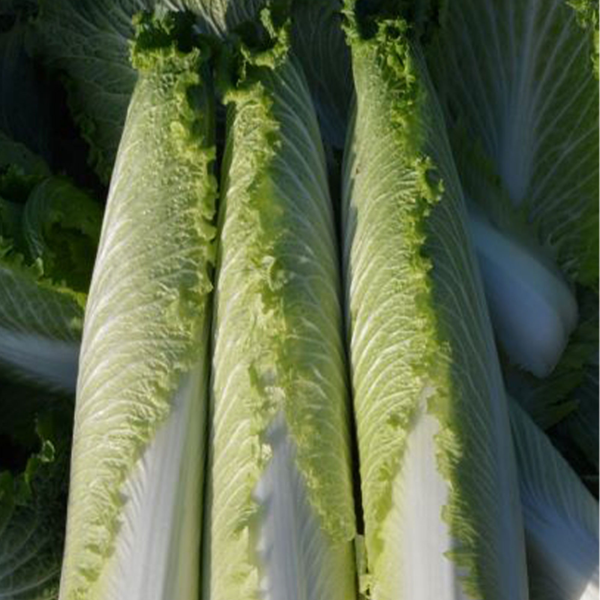 Chinese Cabbage Seeds - Pagoda 70 - Hybrid -1 g Packet ~40 Seeds - Non-GMO, F1 Hybrid - Asian Garden Vegetable