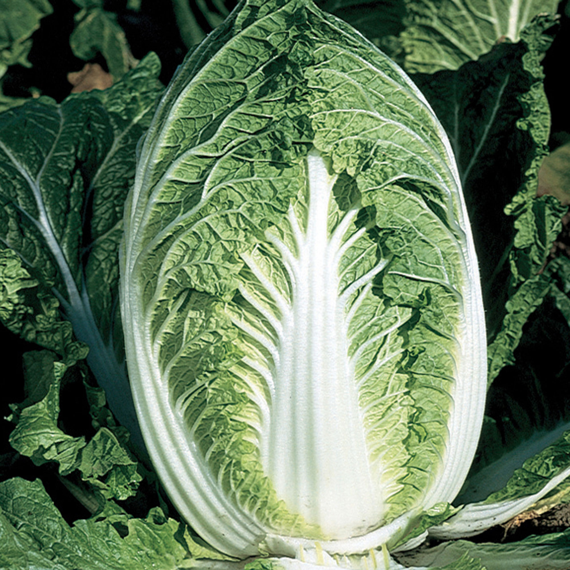 Chinese Cabbage Seeds - Yuki - Hybrid -500 Mg Packet ~125 Seeds - Non-GMO, F1 Hybrid - Asian Garden Vegetable