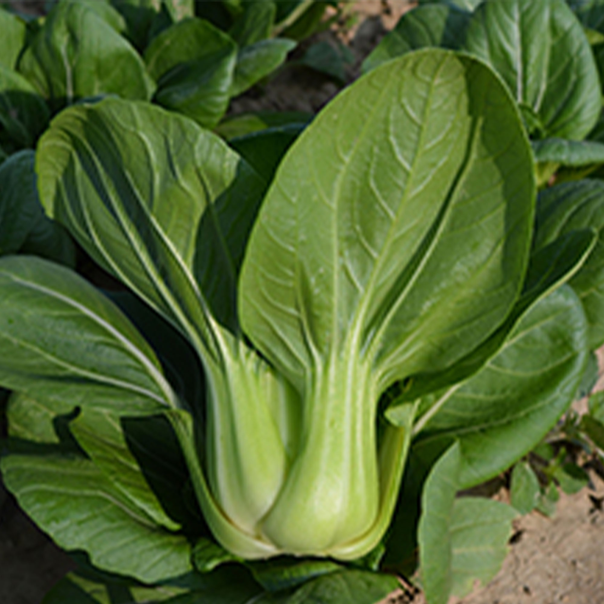 Cabbage Seeds - Pak Choi - Chun Yu - Hybrid -2 g Packet ~432 Seeds - Non-GMO, F1 Hybrid - Asian Garden Vegetable