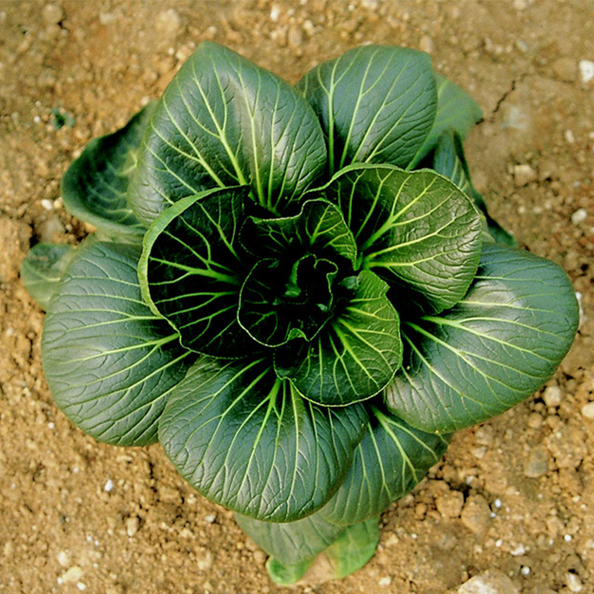 Cabbage Seeds - Pak Choi - Da Cheong Chae - Hybrid -2 g Packet ~432 Seeds - Non-GMO, F1 Hybrid - Asian Garden Vegetable