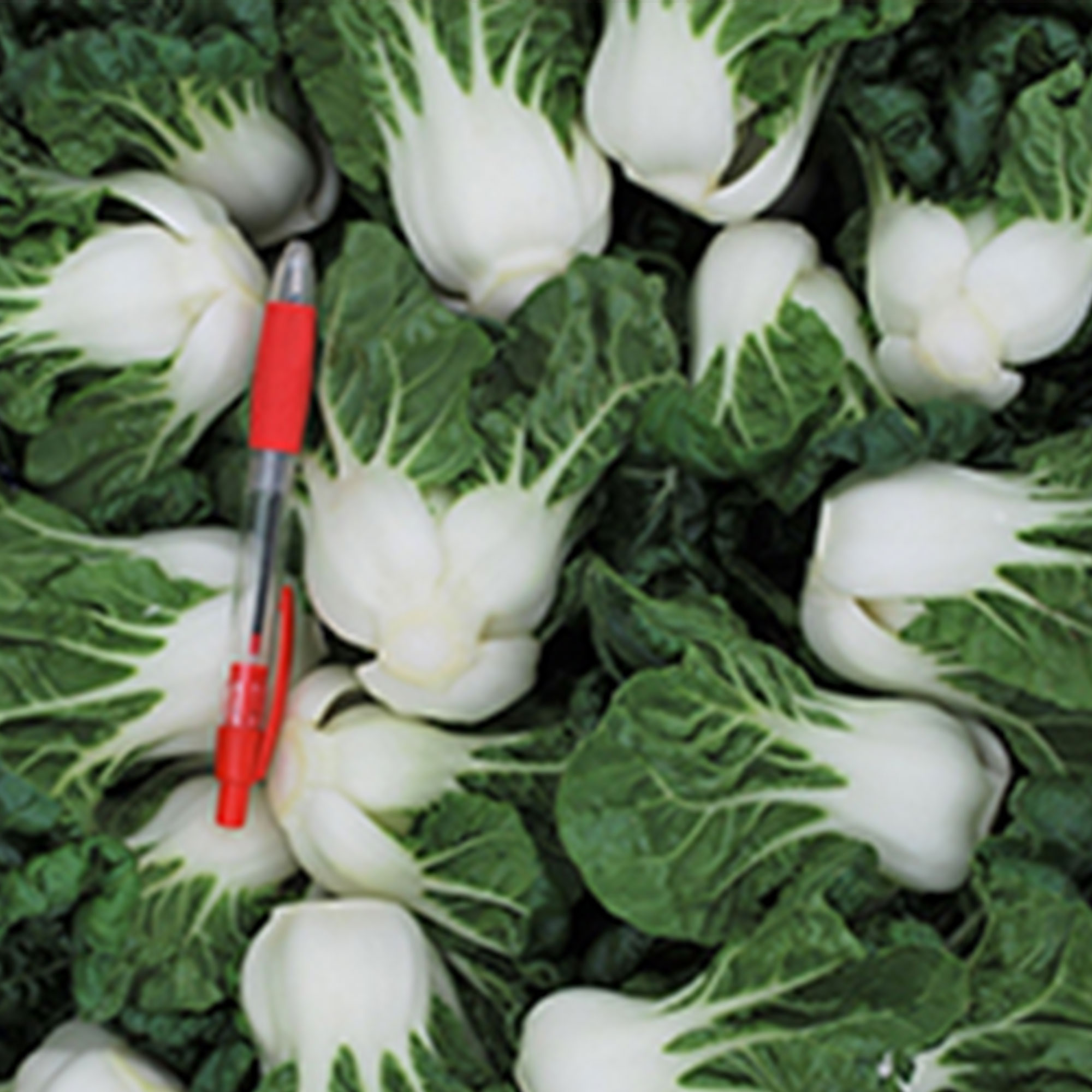 Cabbage Seeds - Pak Choi - Hotau Improved - Hybrid -2 g Packet ~432 Seeds - Non-GMO, F1 Hybrid - Asian Garden Vegetable