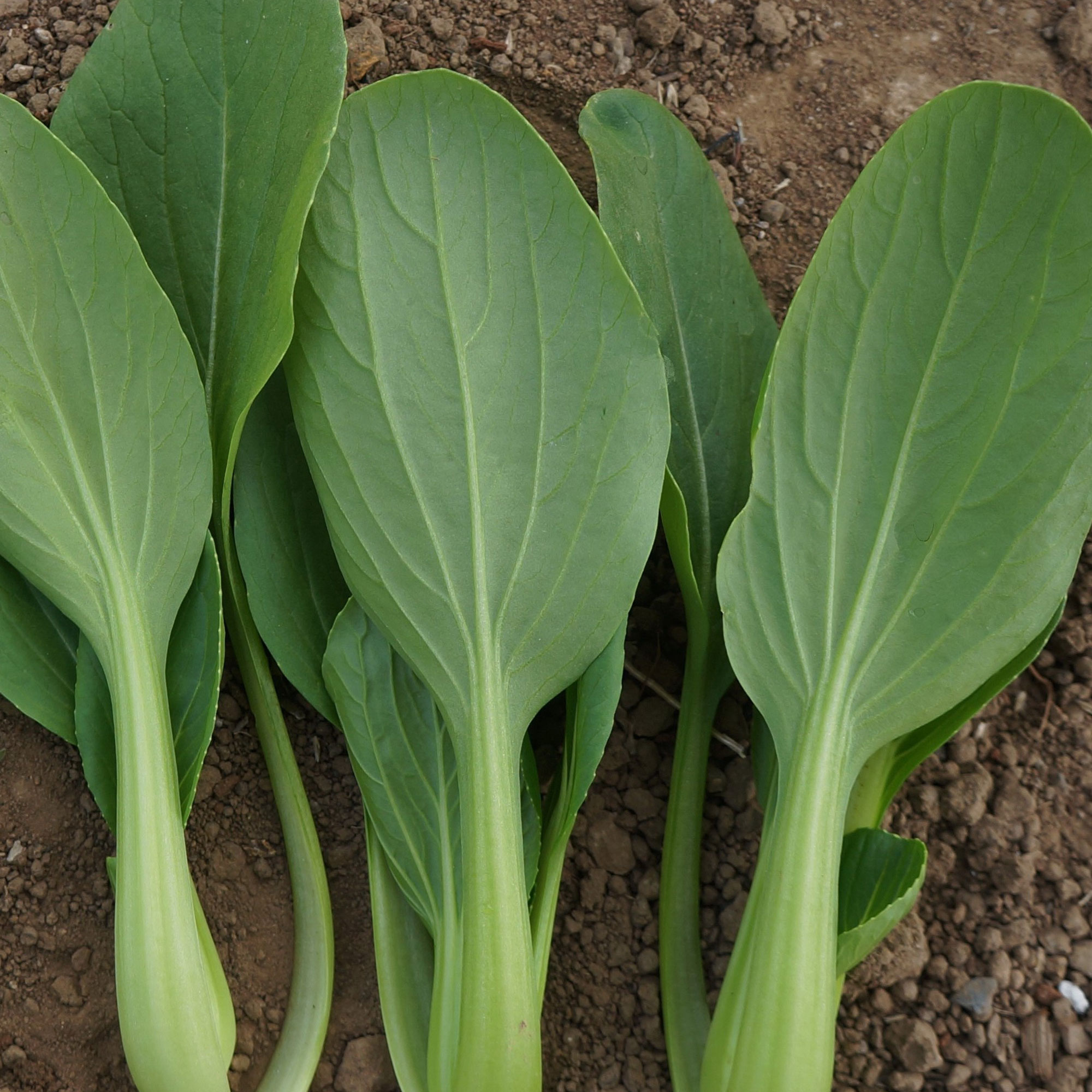 Cabbage Seeds - Pak Choi - Jimao Choi - Hybrid -2 g Packet ~360 Seeds - Non-GMO, F1 Hybrid - Asian Garden Vegetable