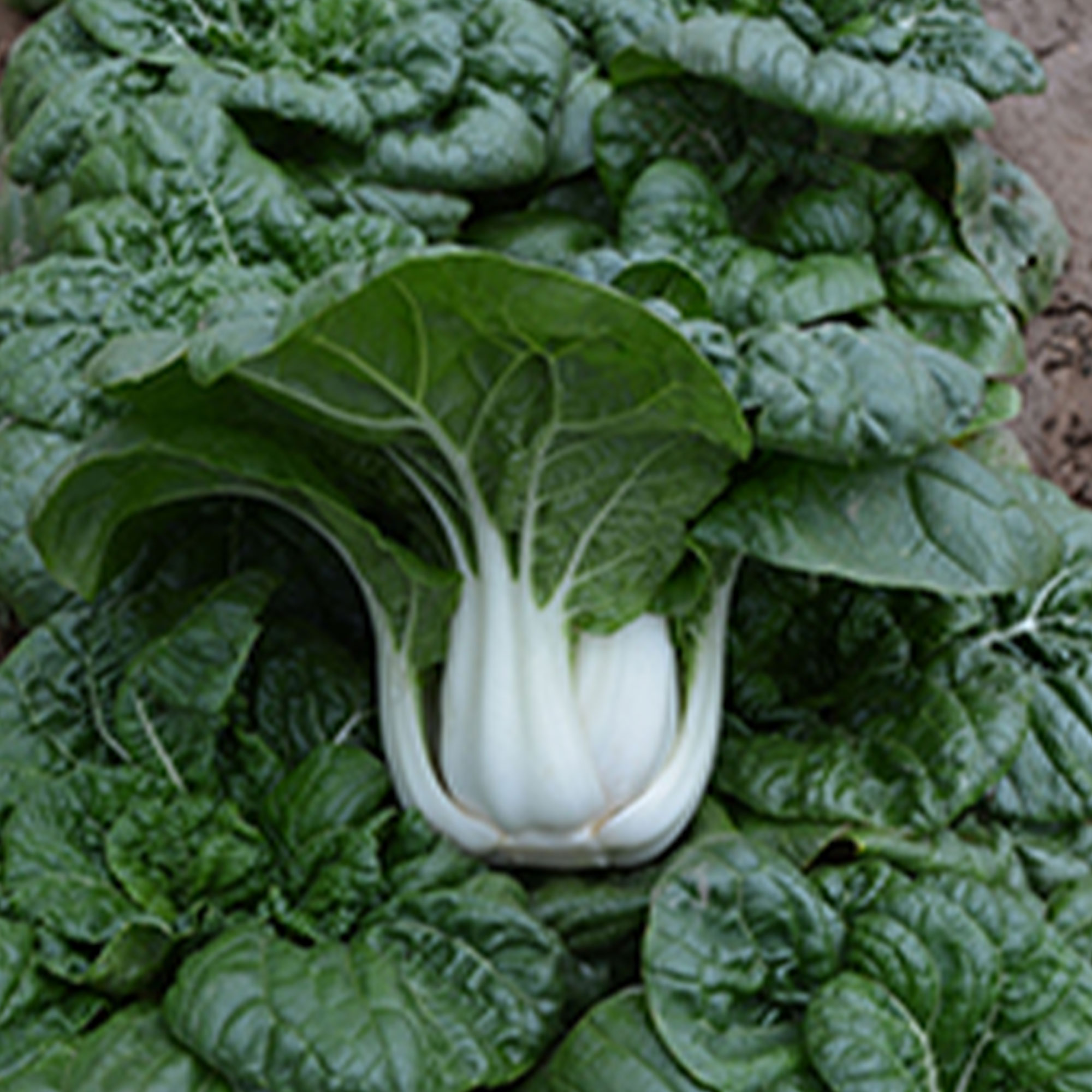 Cabbage Seeds - Pak Choi - Nabai Spring - Hybrid -1 g Packet ~144 Seeds - Non-GMO, F1 Hybrid - Asian Garden Vegetable