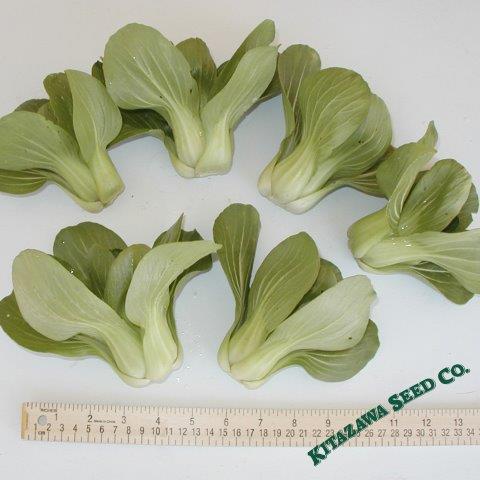 Cabbage Seeds - Pak Choi - Petite Star - Hybrid -2 g Packet ~738 Seeds - Non-GMO, F1 Hybrid - Asian Garden Vegetable