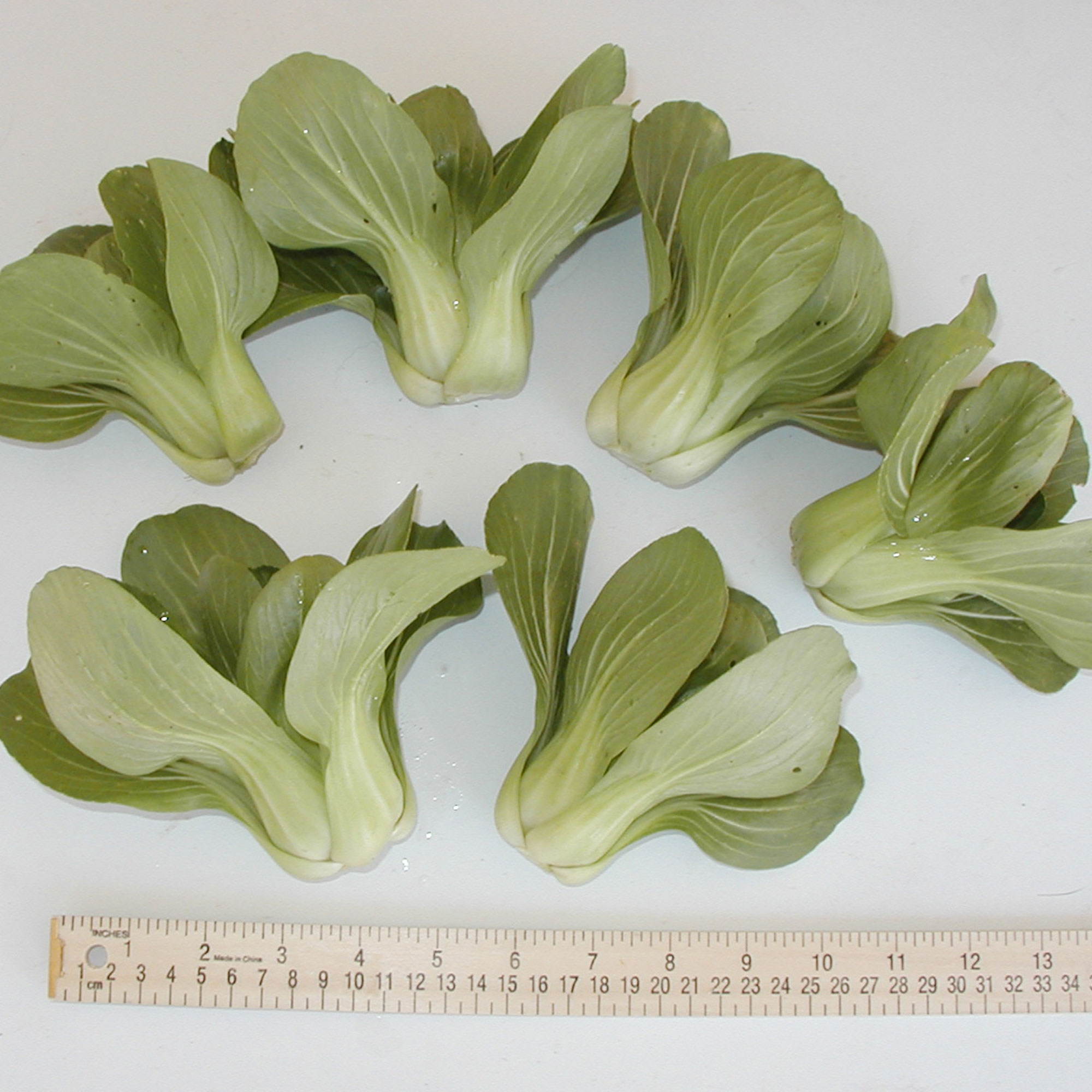 Cabbage Seeds - Pak Choi - Petite Star - Hybrid -1 Oz ~10250 Seeds - Non-GMO, F1 Hybrid - Asian Garden Vegetable