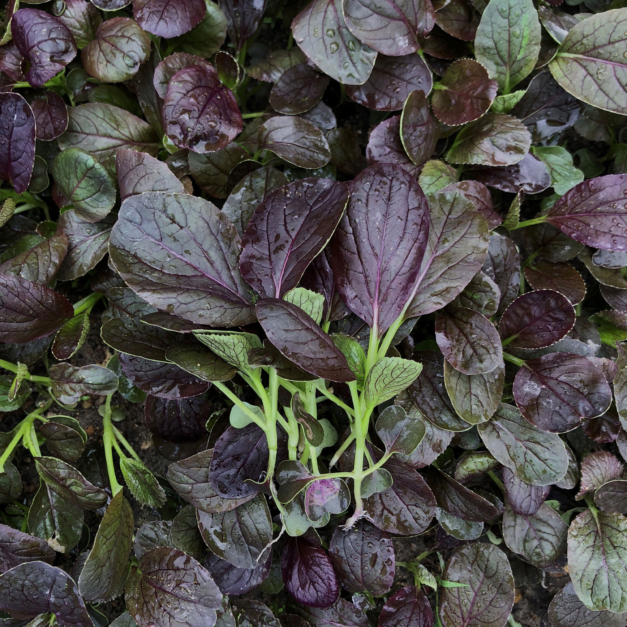 Cabbage Seeds - Pak Choi - Purple Gem - Hybrid -1 Oz ~4000 Seeds - Non-GMO, F1 Hybrid - Asian Garden Vegetable