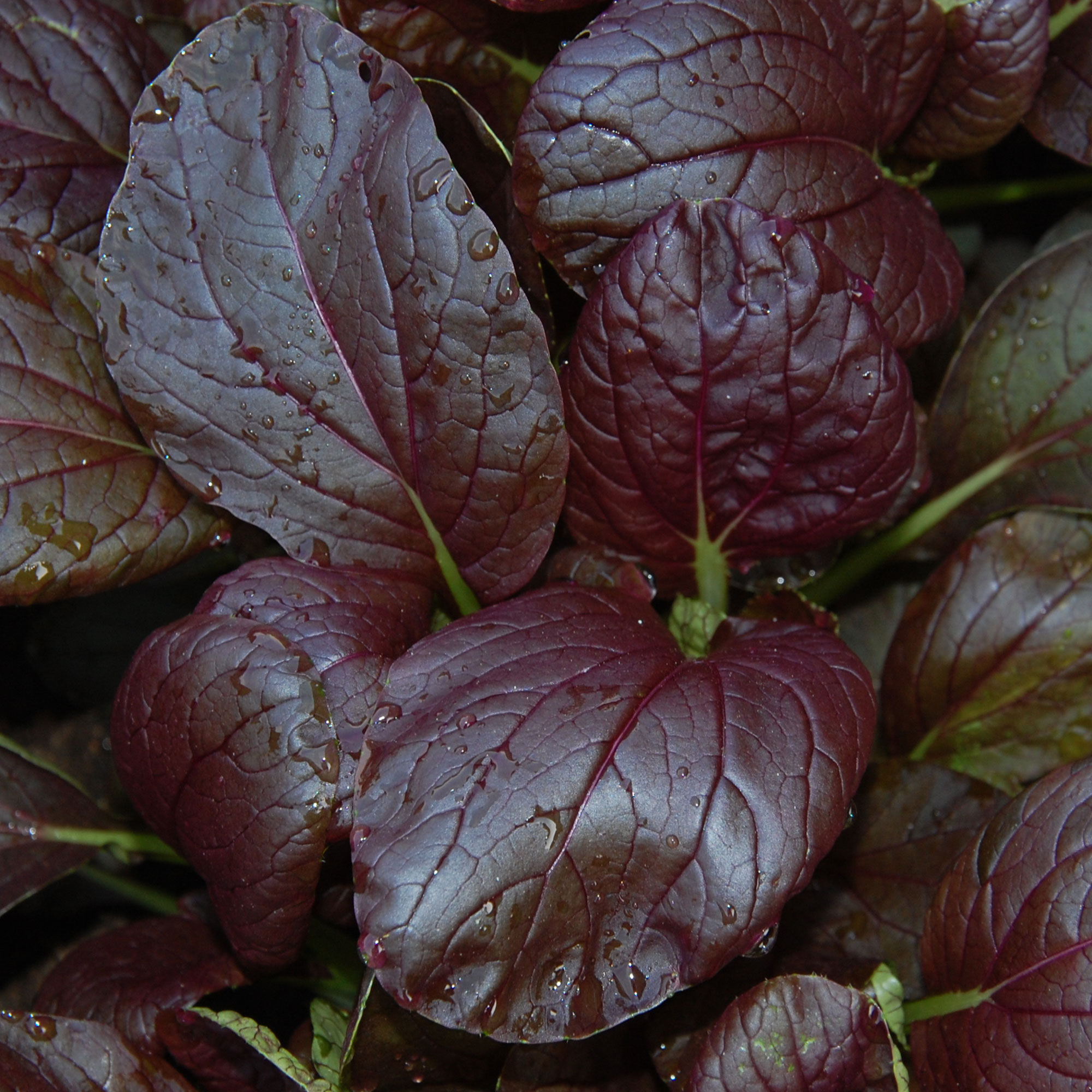 Cabbage Seeds - Pak Choi - Purple Magic Epic High - Hybrid -2 g Packet ~324 Seeds - Non-GMO, F1 Hybrid - Asian Garden Vegetable