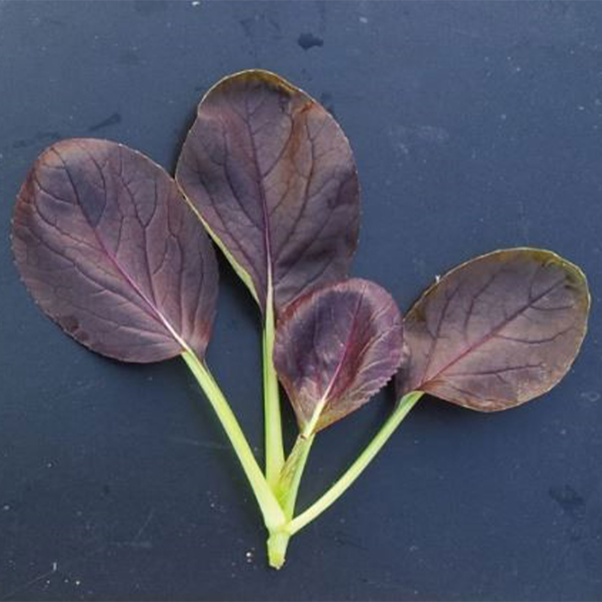 Cabbage Seeds - Pak Choi - Purple Vita - Hybrid -2 g Packet ~764 Seeds - Non-GMO, F1 Hybrid - Asian Garden Vegetable