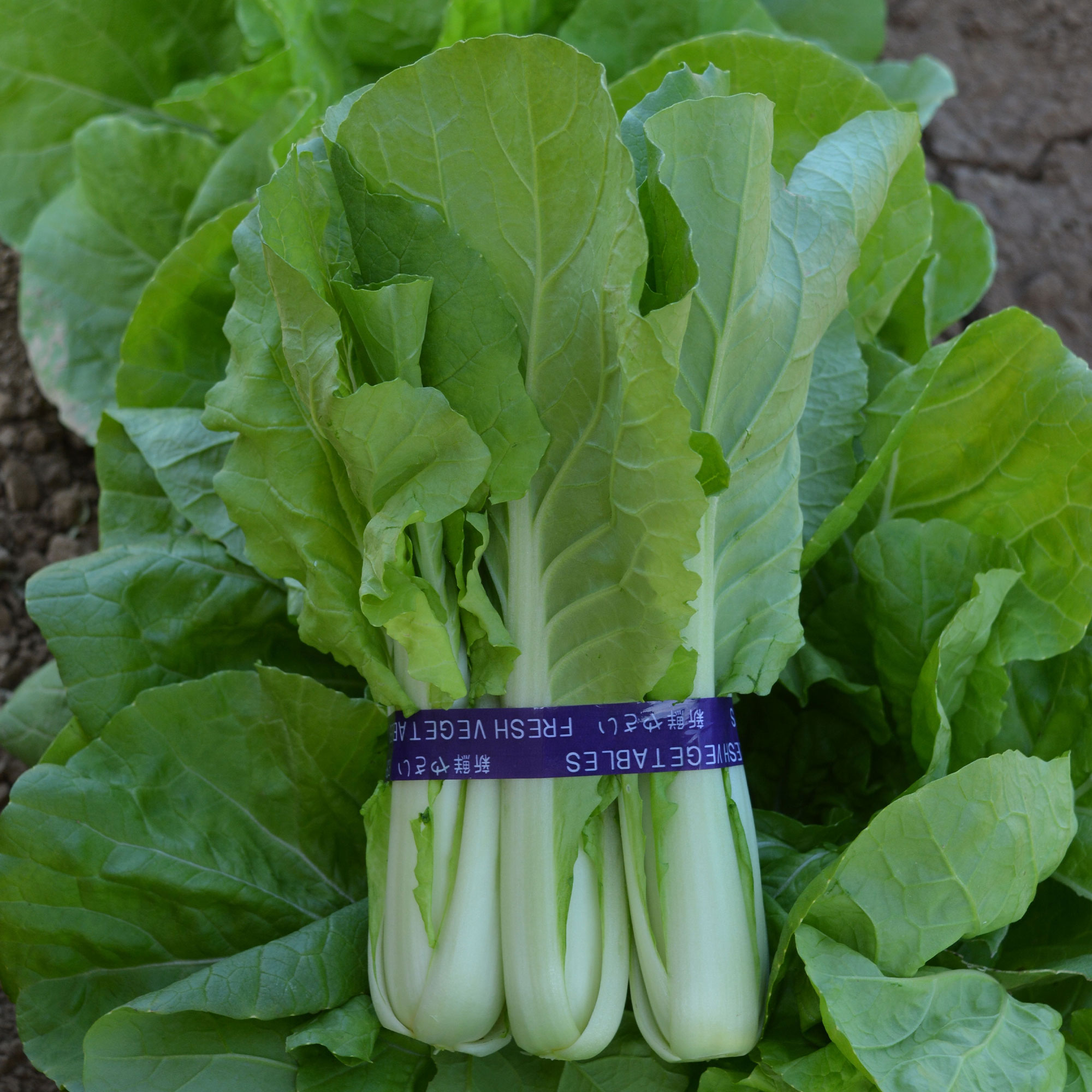 Cabbage Seeds - Pak Choi - QD-2 Express - Hybrid -2 g Packet ~600 Seeds - Non-GMO, F1 Hybrid - Asian Garden Vegetable