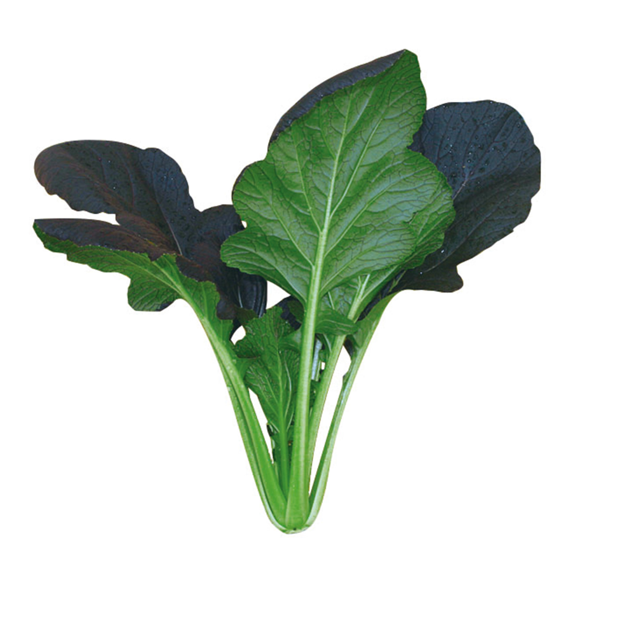 Cabbage Seeds - Pak Choi - Red Kingdom - Hybrid -2 g Packet ~702 Seeds - Non-GMO, F1 Hybrid - Asian Garden Vegetable