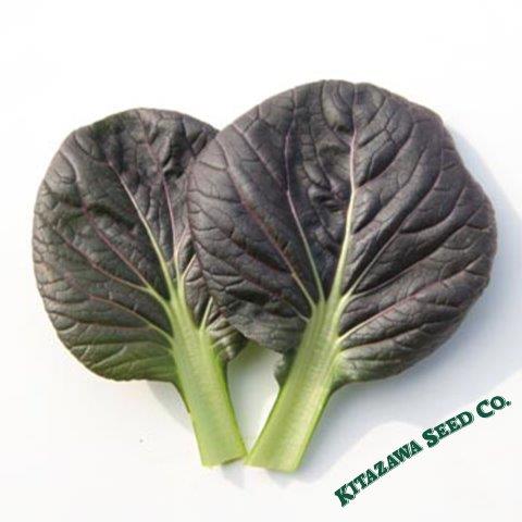 Cabbage Seeds - Pak Choi - Red Tatsoi - Hybrid -1 Oz ~5600 Seeds - Non-GMO, F1 Hybrid - Asian Garden Vegetable