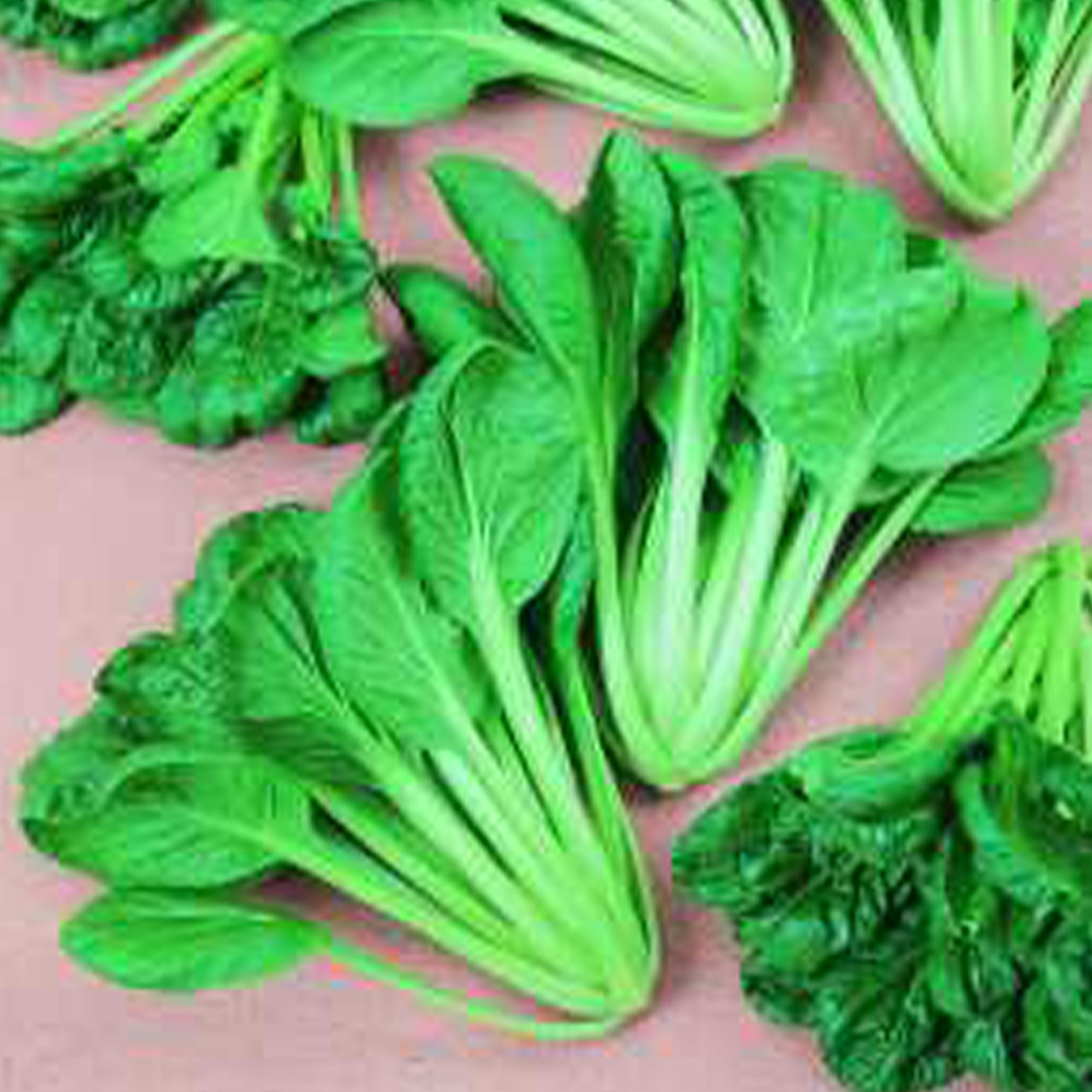 Cabbage Seeds - Pak Choi - Savory Tatsoi -3 g Packet ~1080 Seeds - Non-GMO, Heirloom - Asian Garden Vegetable &amp; Microgreens